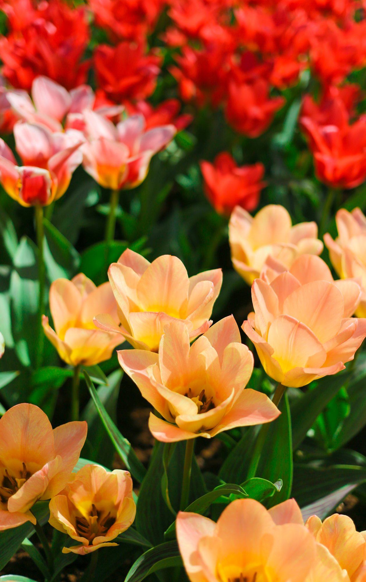 Tulips In Holland | How Far From Home