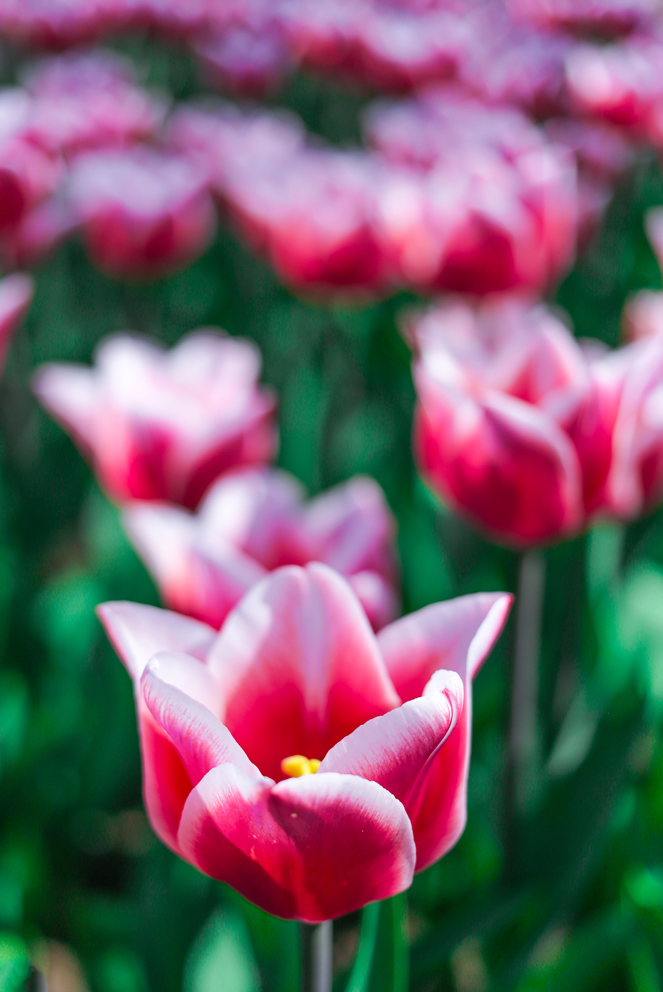 Tulips In Holland | How Far From Home