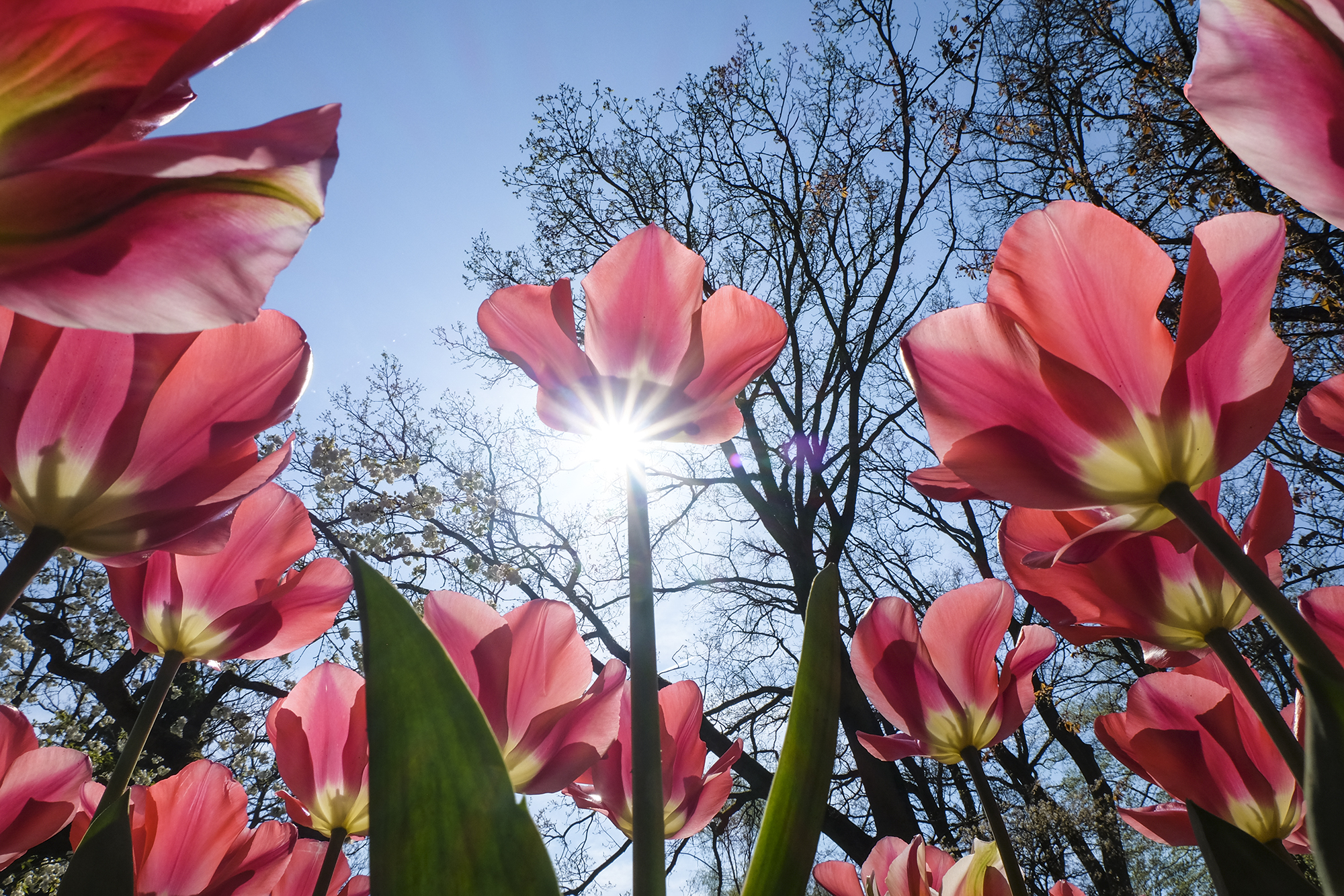 Tulips In Holland | How Far From Home