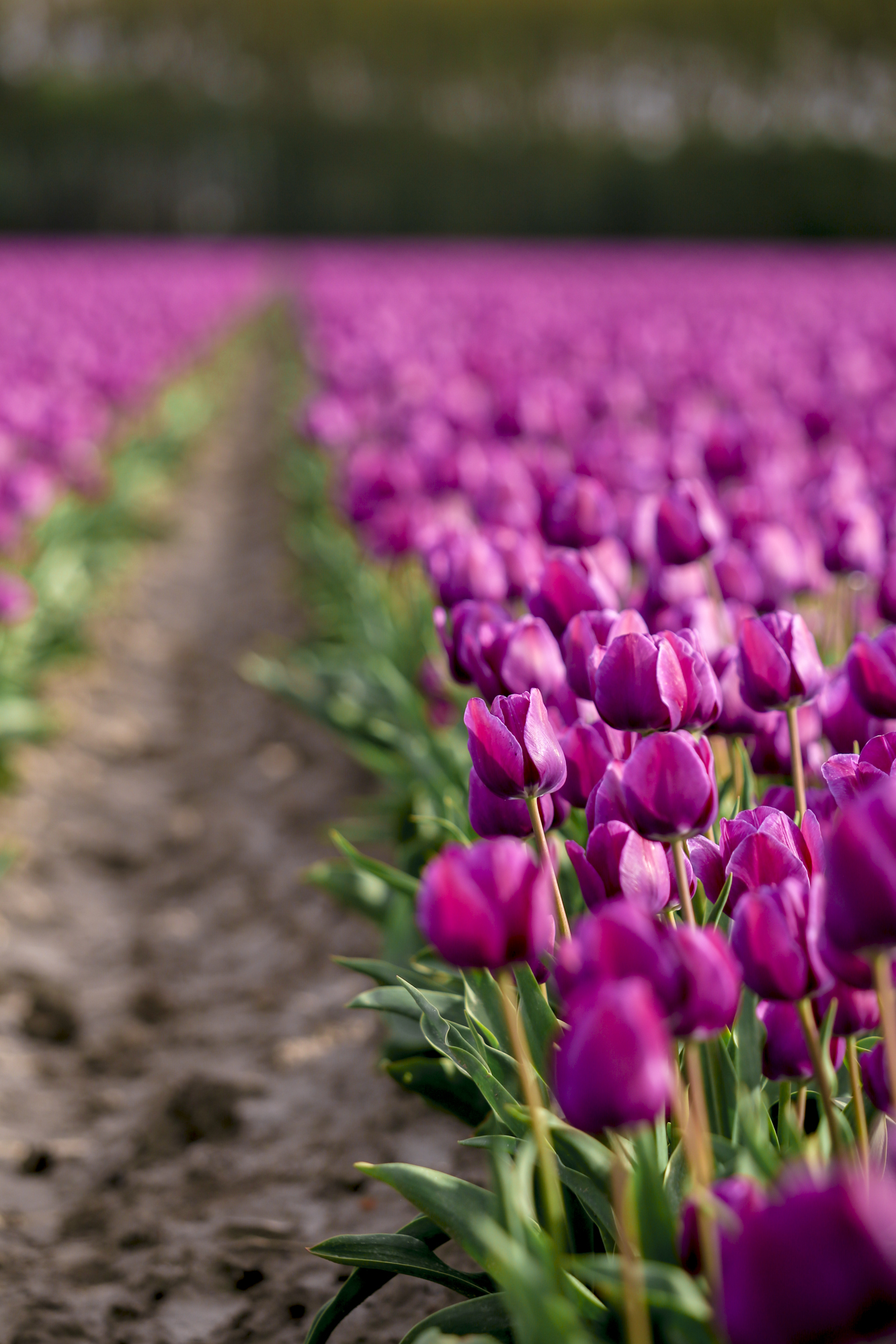 Tulips In Holland | How Far From Home