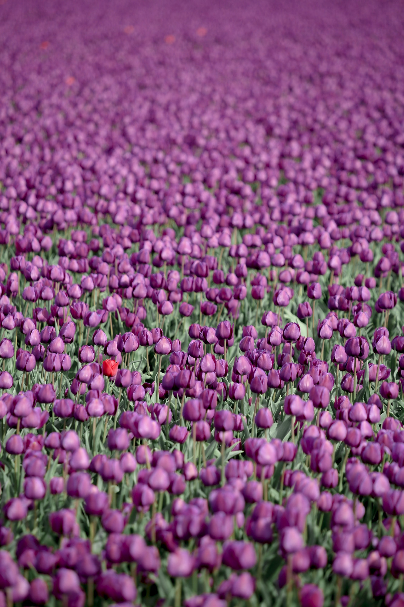 Tulips In Holland | How Far From Home