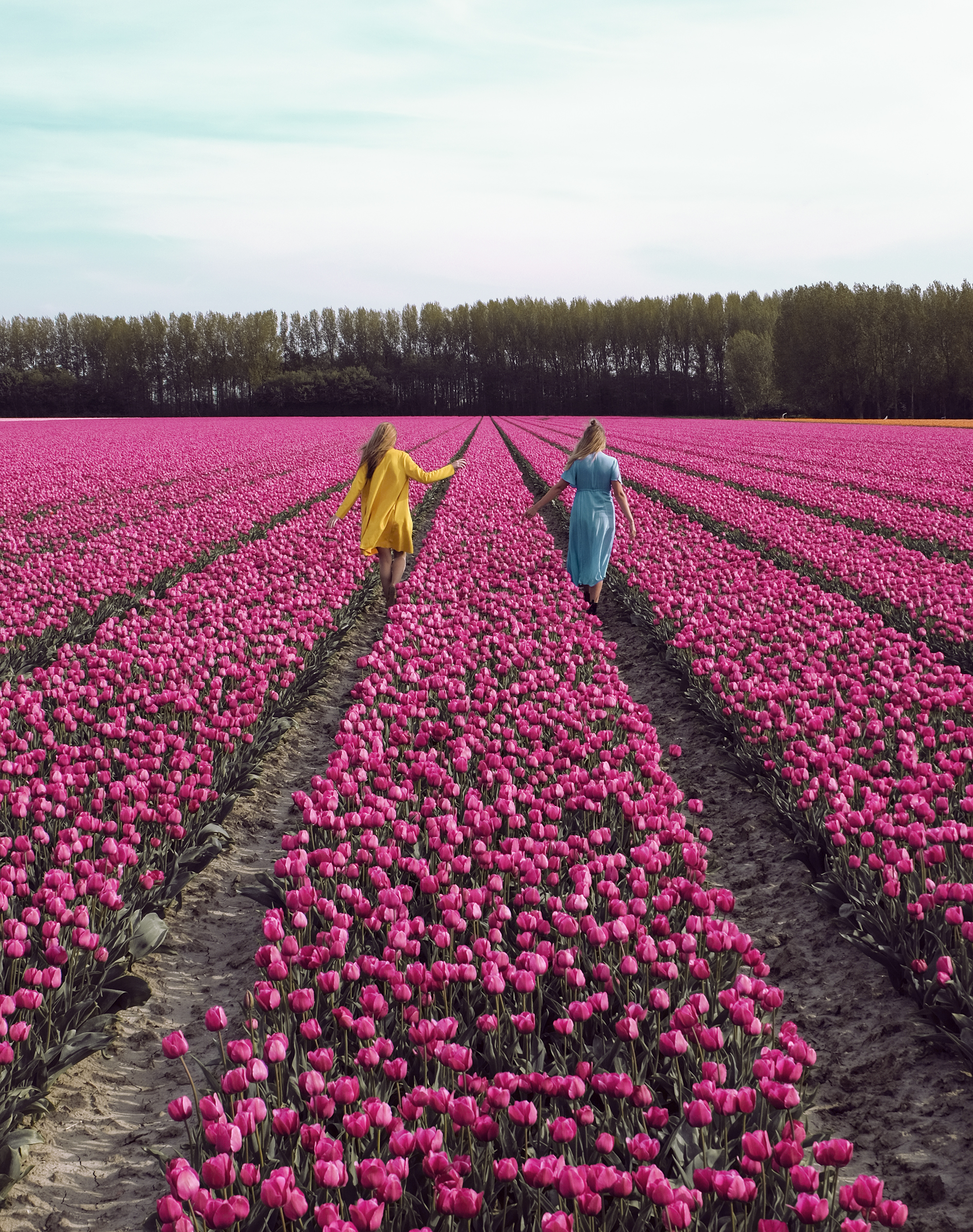 Tulips In Holland | How Far From Home