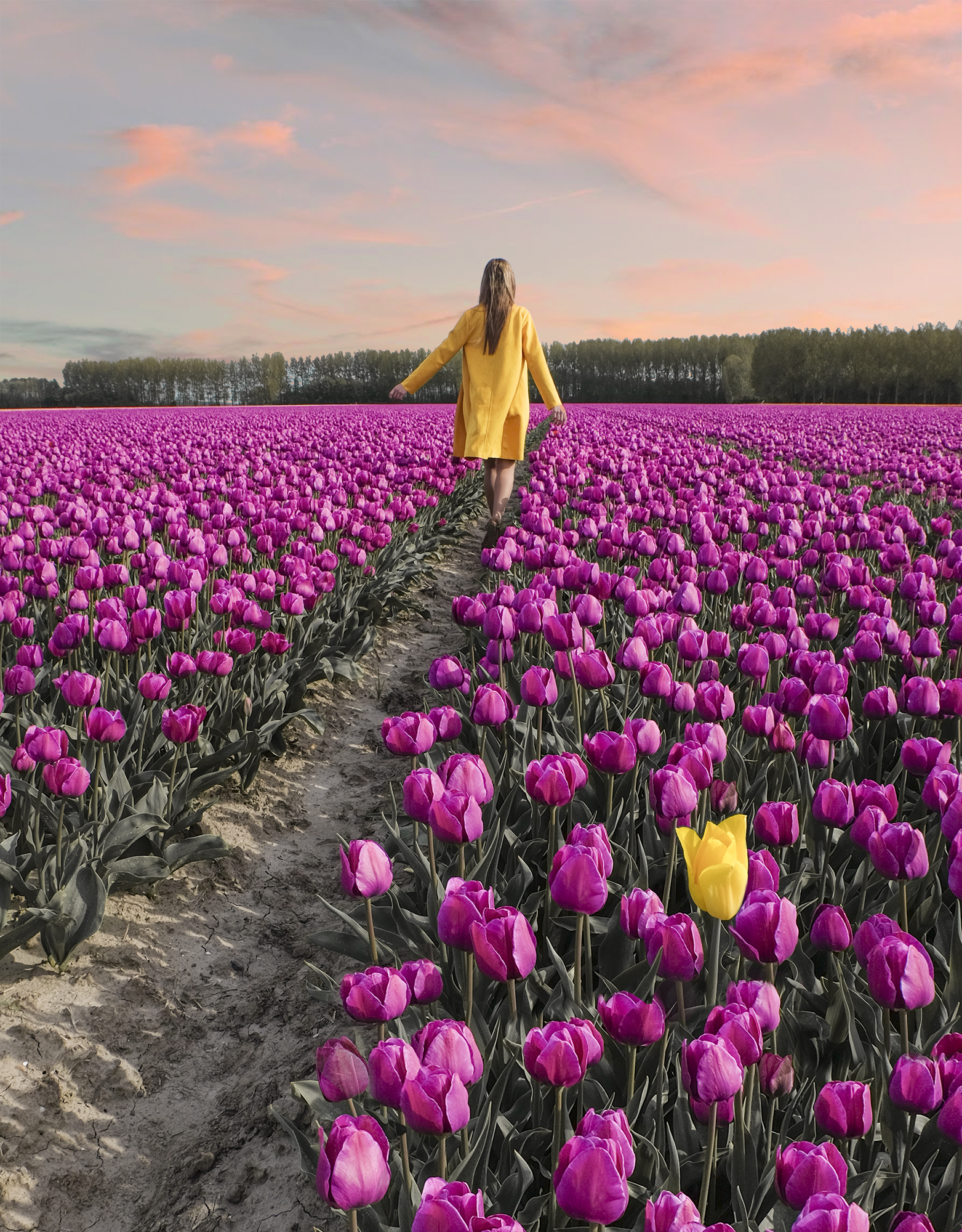 Tulips In Holland | How Far From Home