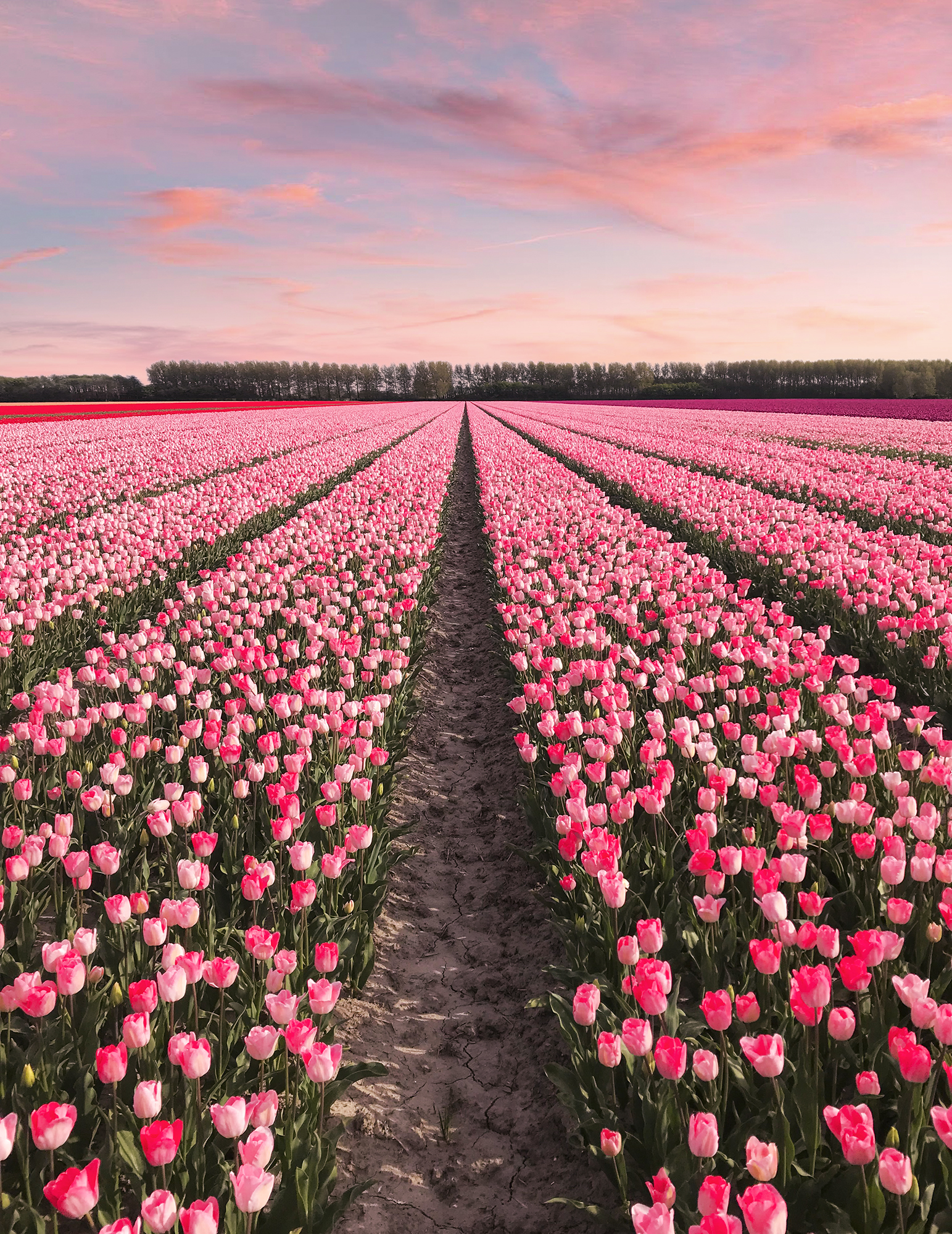 Tulips In Holland | How Far From Home