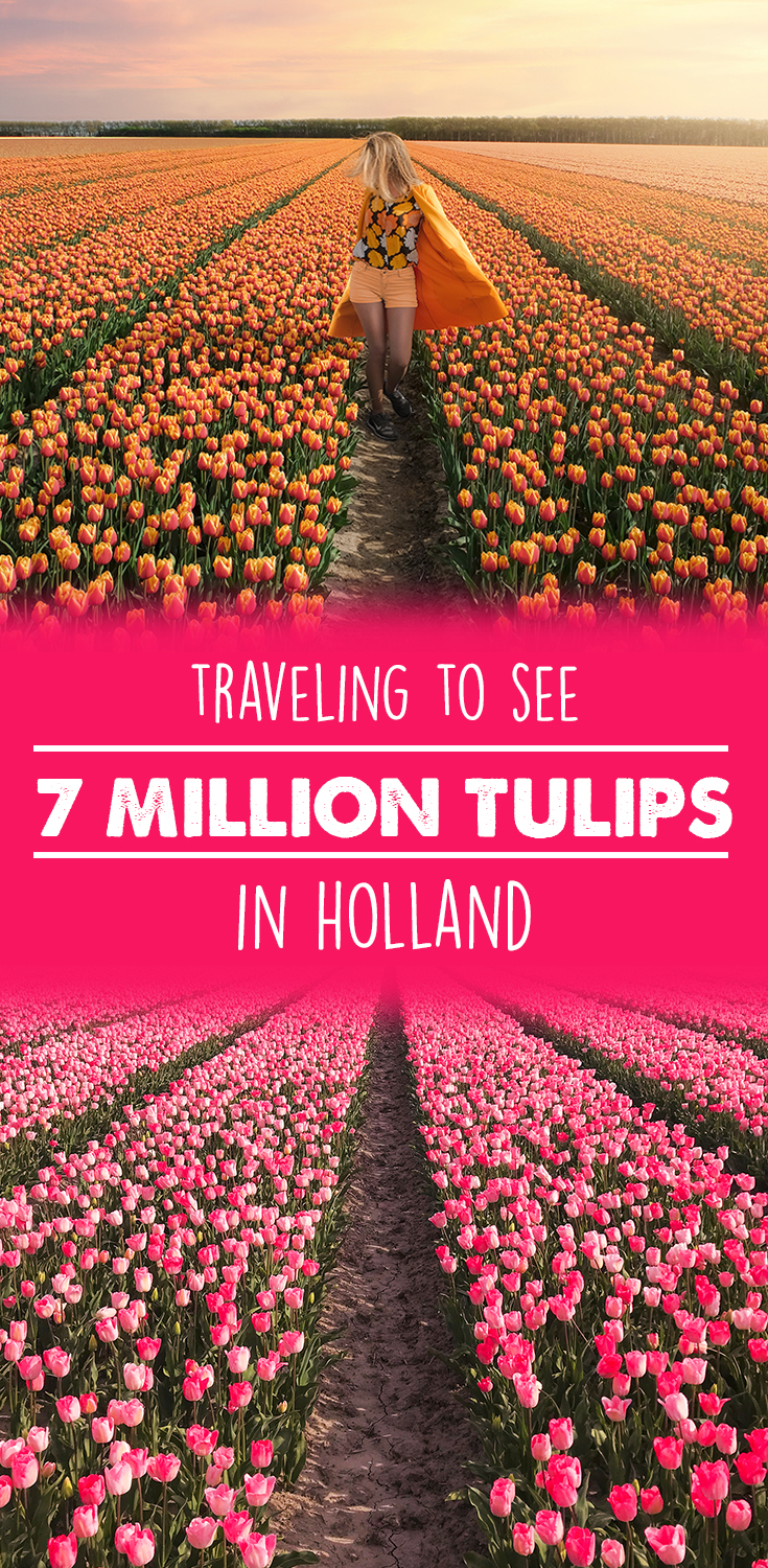 Tulips In Holland | How Far From Home
