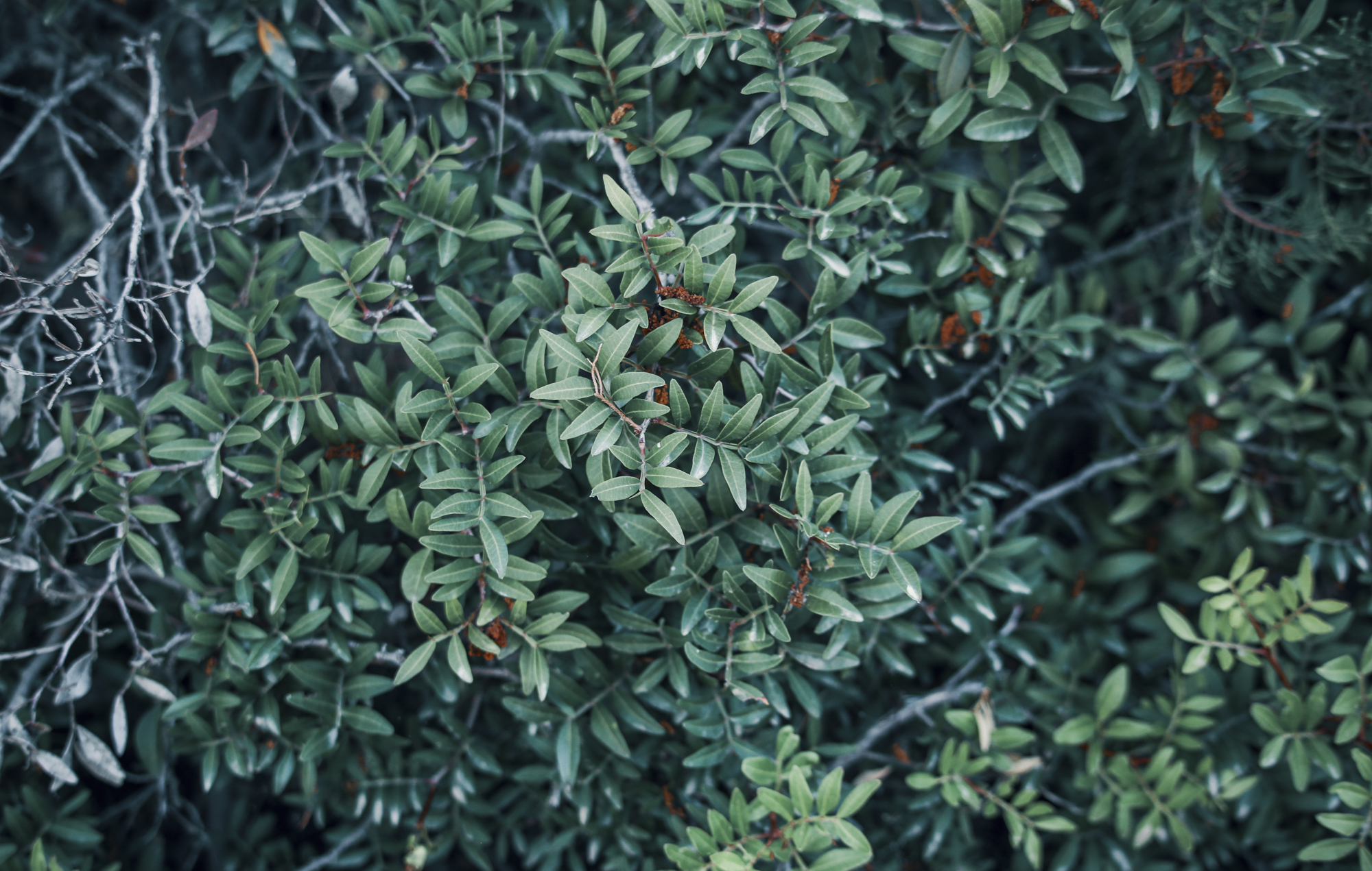 Flora in Bodrum, Turkey
