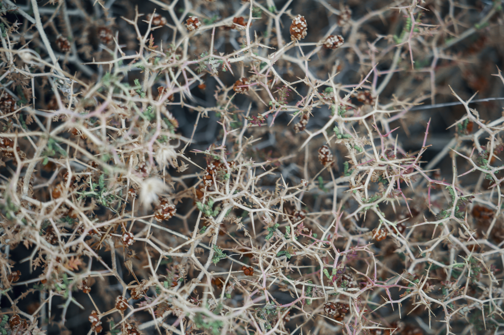 Nature's textures, Bodrum, Turkey