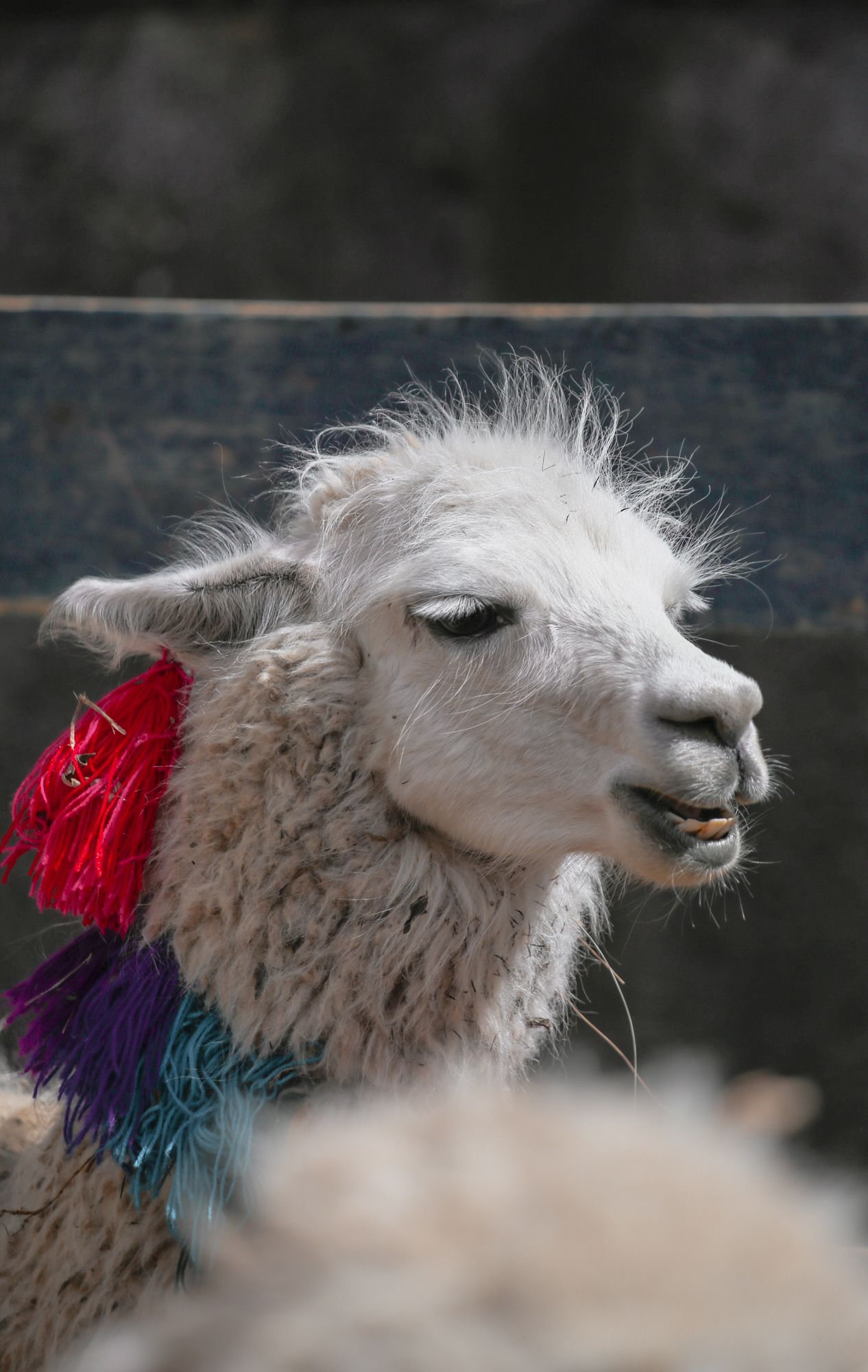 Llama at Inti Raymi Cusco Peru | How Far From Home