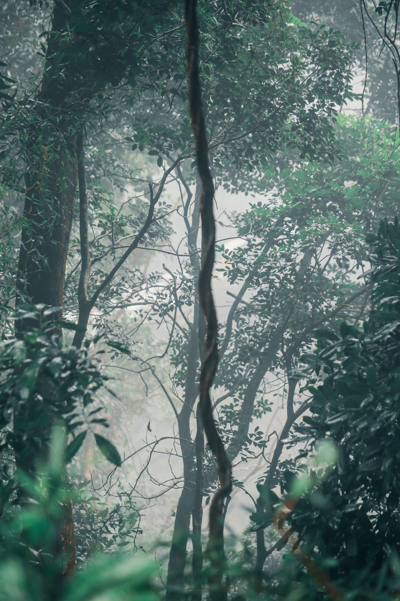 Tijuca Rain Forest, Rio De Janeiro, Brazil