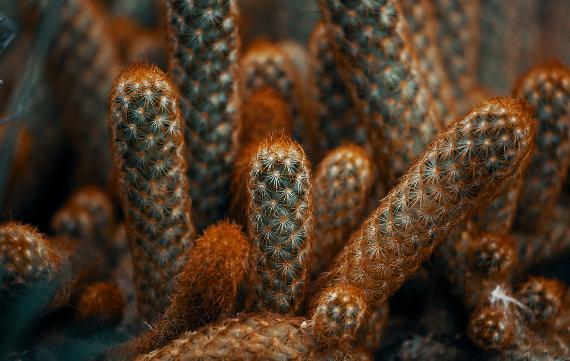 Cactus Garden in Rio De Janeiro, Brazil
