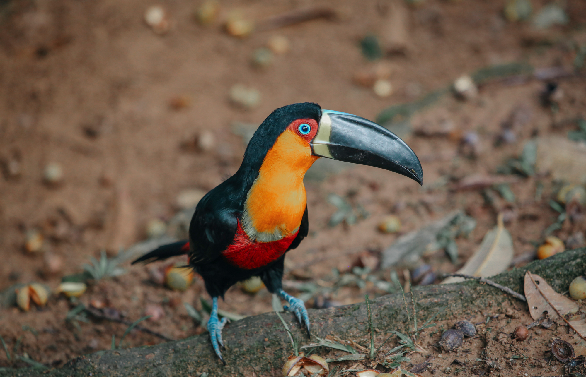 Toucan in Rio De Janeiro, Brazil