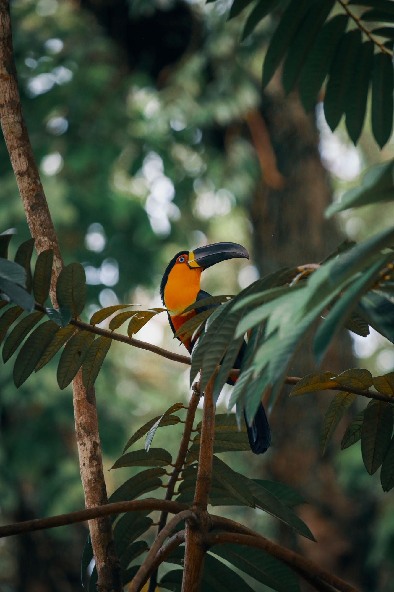 Toucan in Rio De Janeiro, Brazil