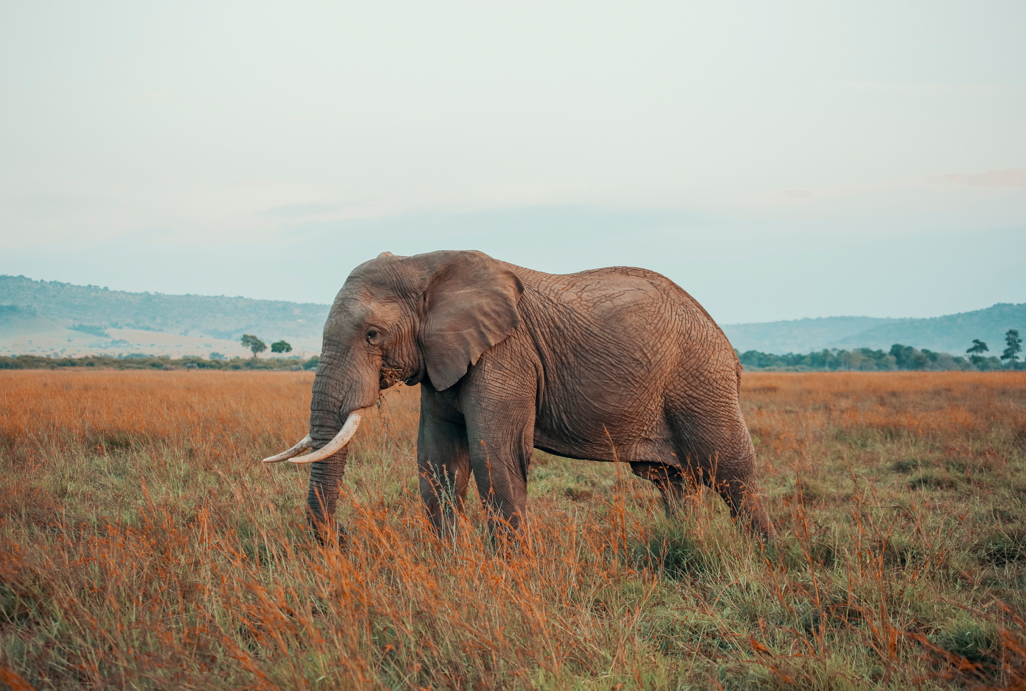 Elephant in Maasai Mara, Kenya