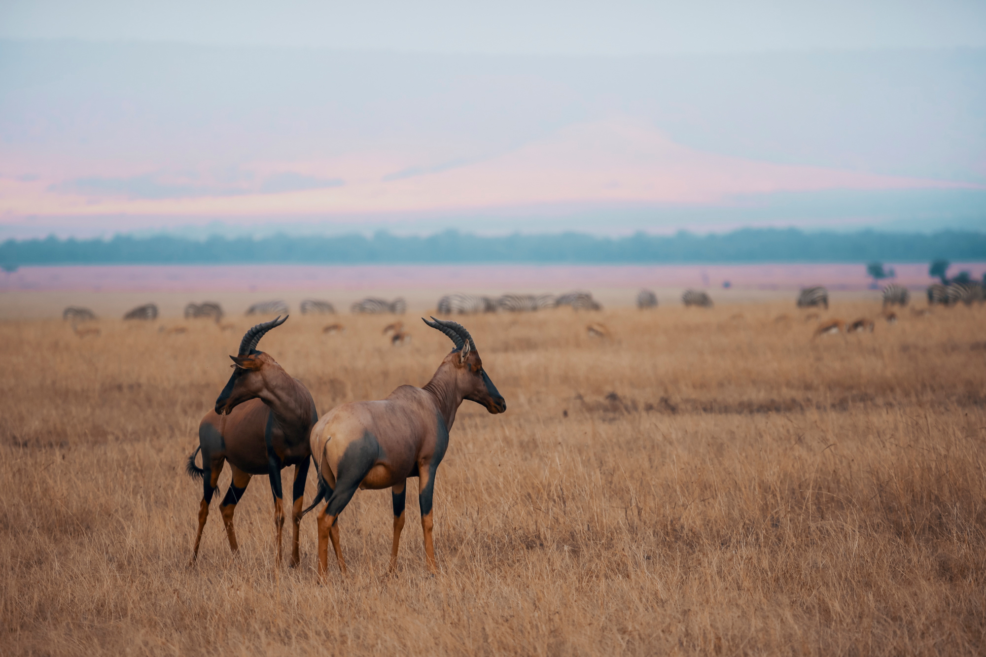 Topi in Maasai Mara, Kenya