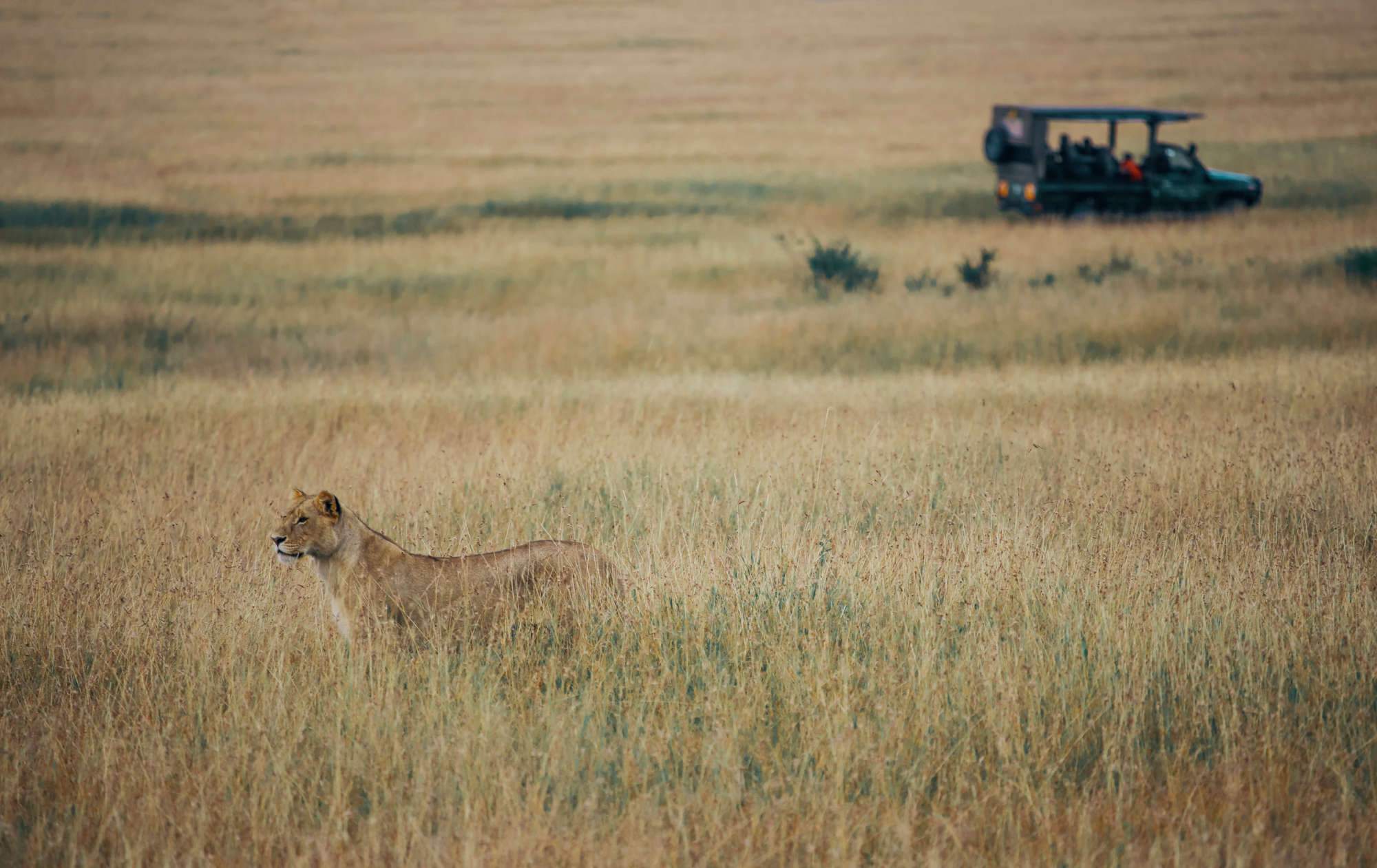 Lion in Maasai Mara, Kenya