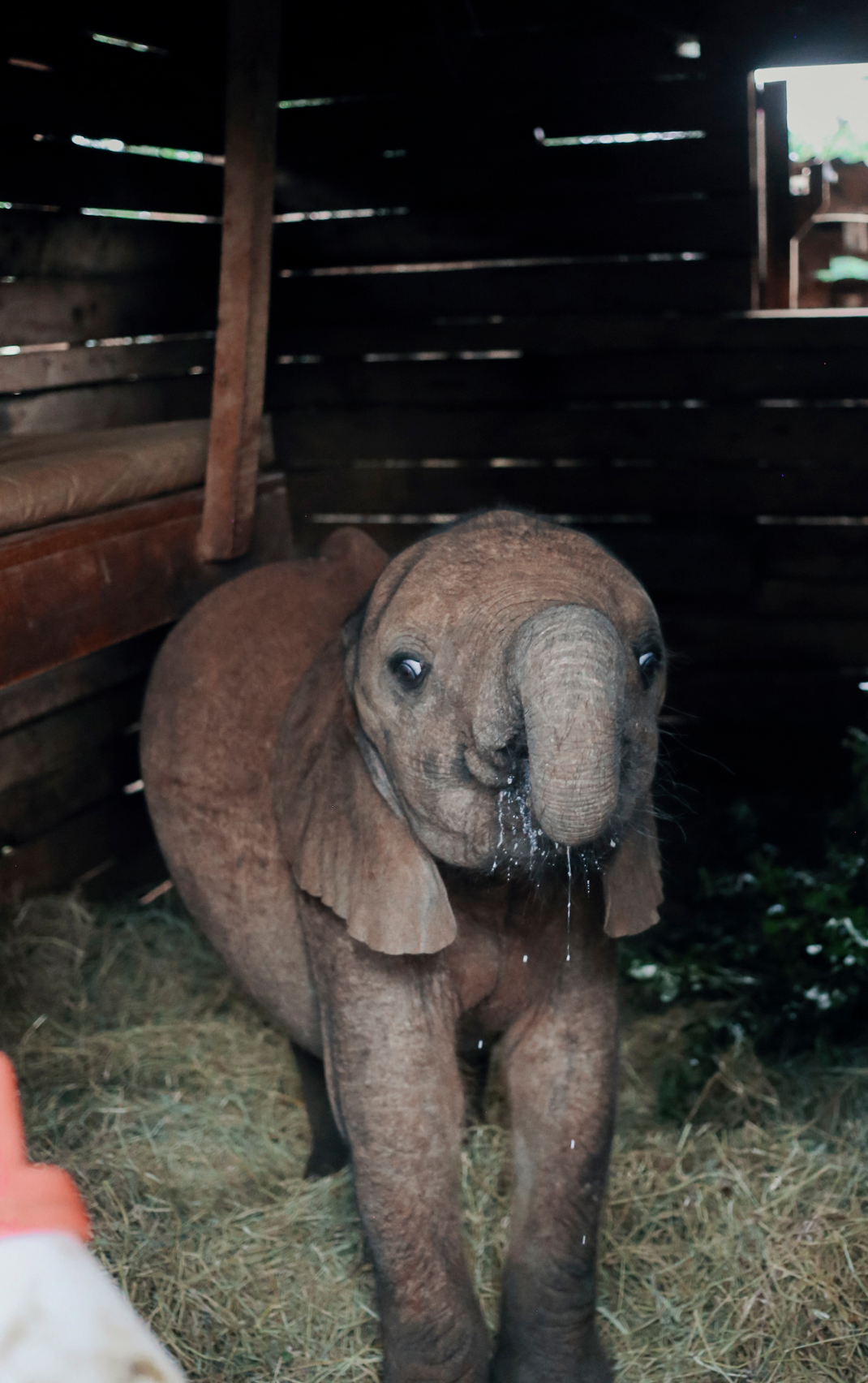 Baby elephant at the David Sheldrick Wildlife Trust in Nairobi, Kenya