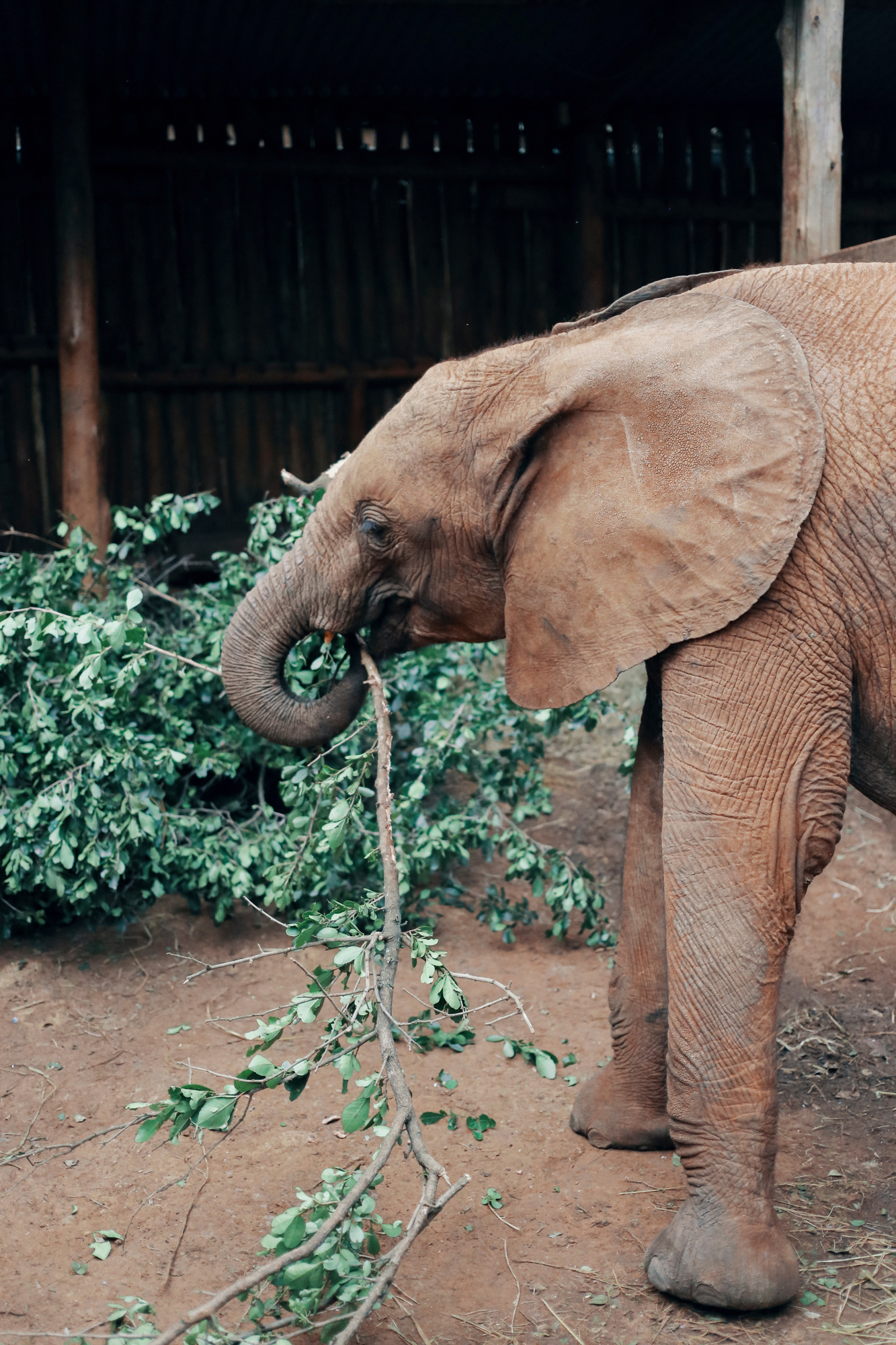 Baby elephant at the David Sheldrick Wildlife Trust in Nairobi, Kenya