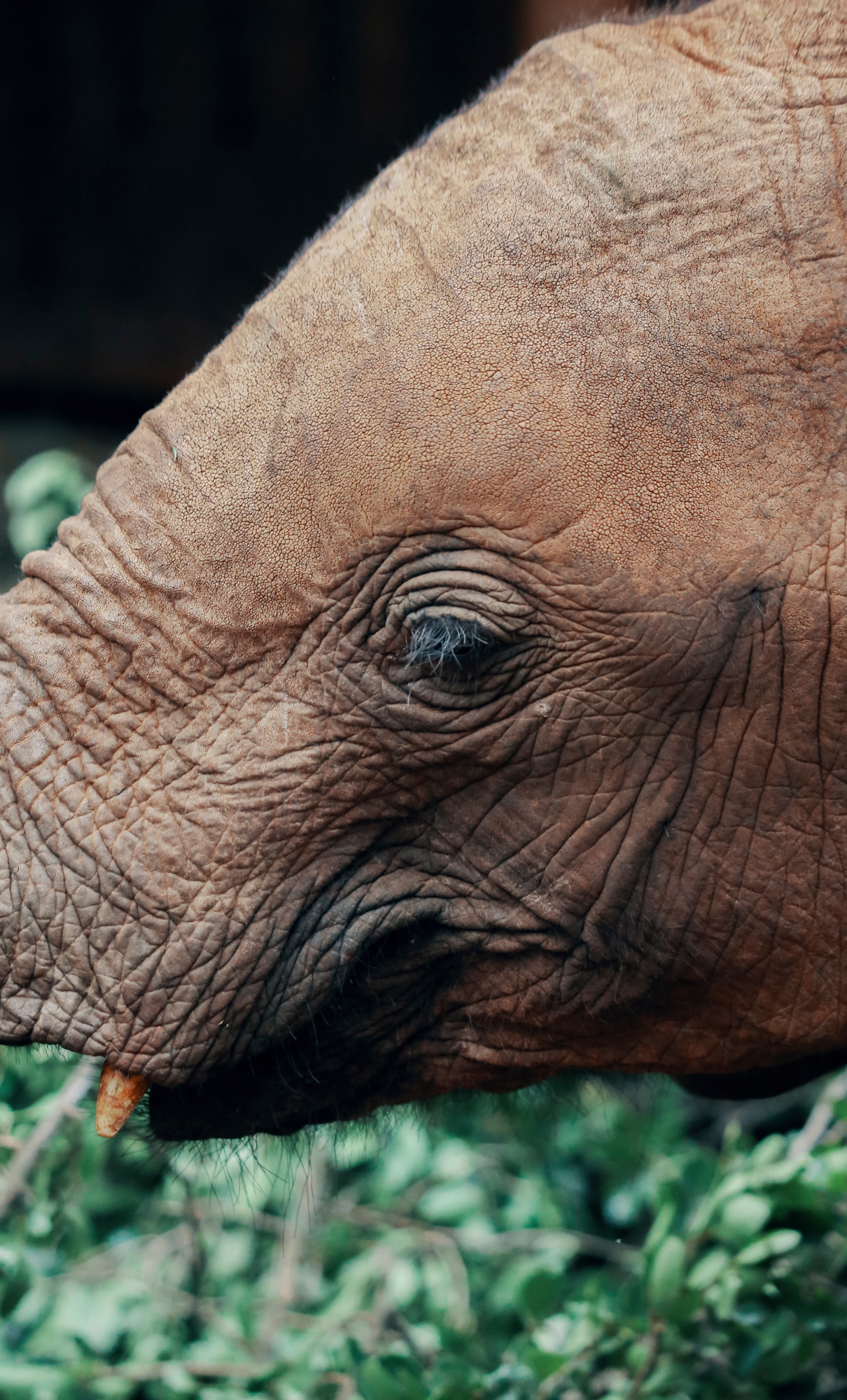 Baby elephant at the David Sheldrick Wildlife Trust in Nairobi, Kenya