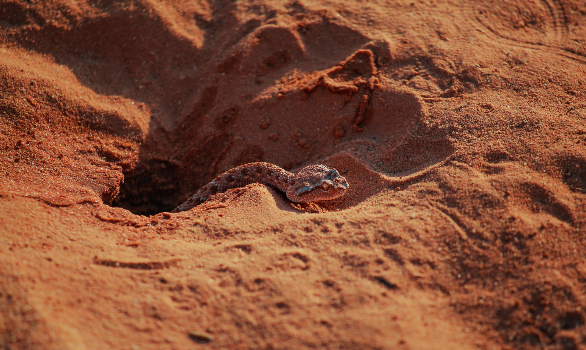 Viper in Wadi Rum, Jordan