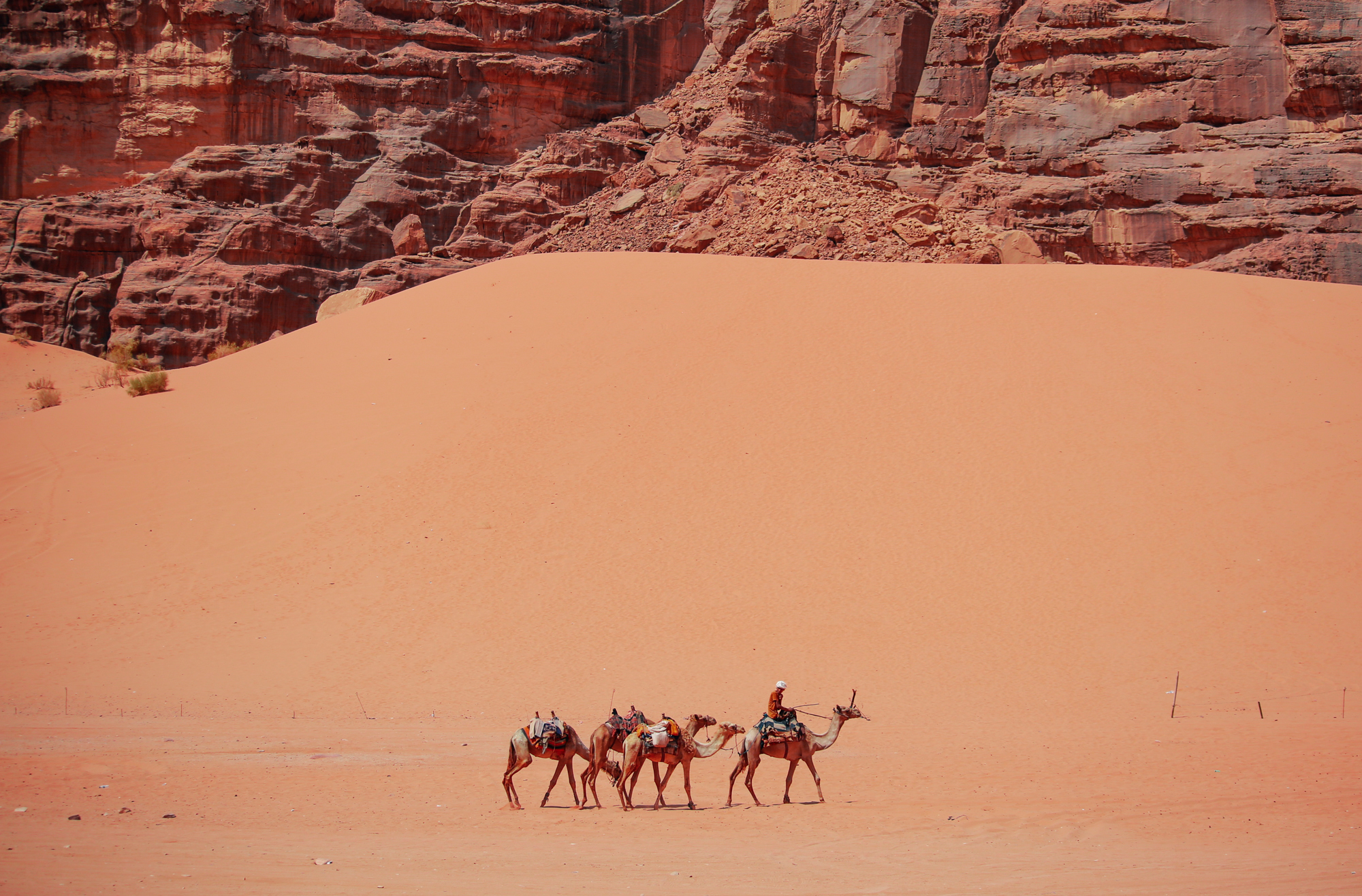 Camels in Wadi Rum, Jordan