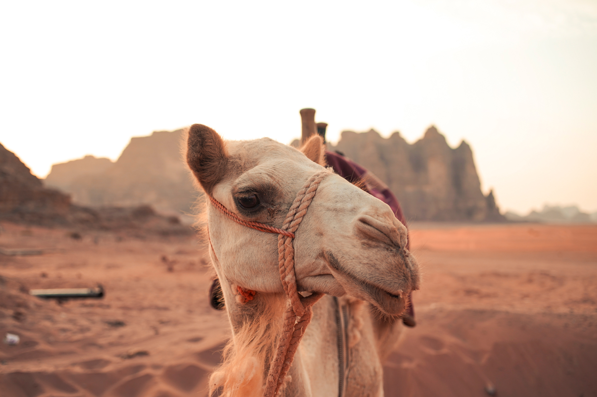 Wadi Rum, Jordan