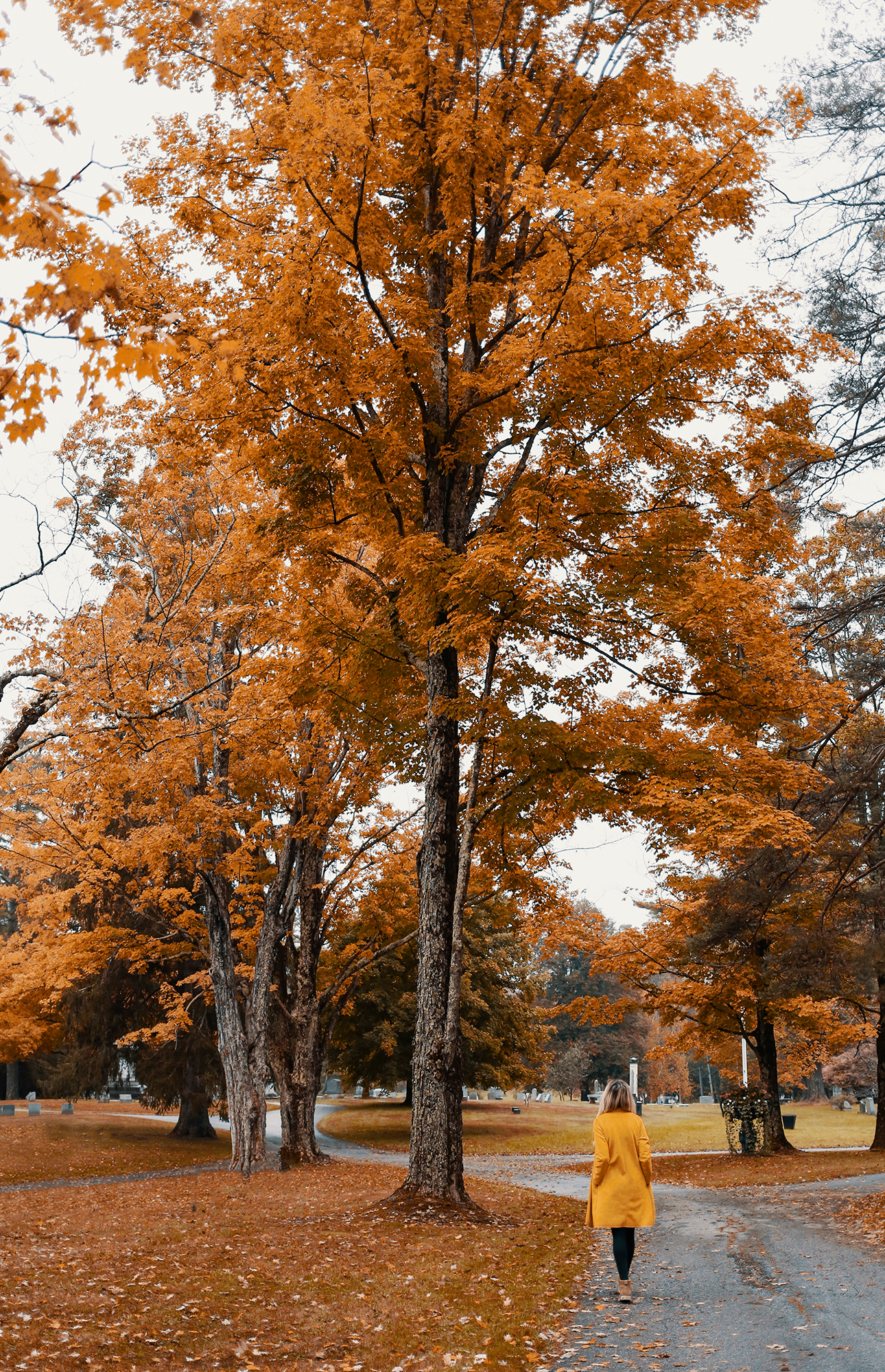 Fall foliage, Vermont