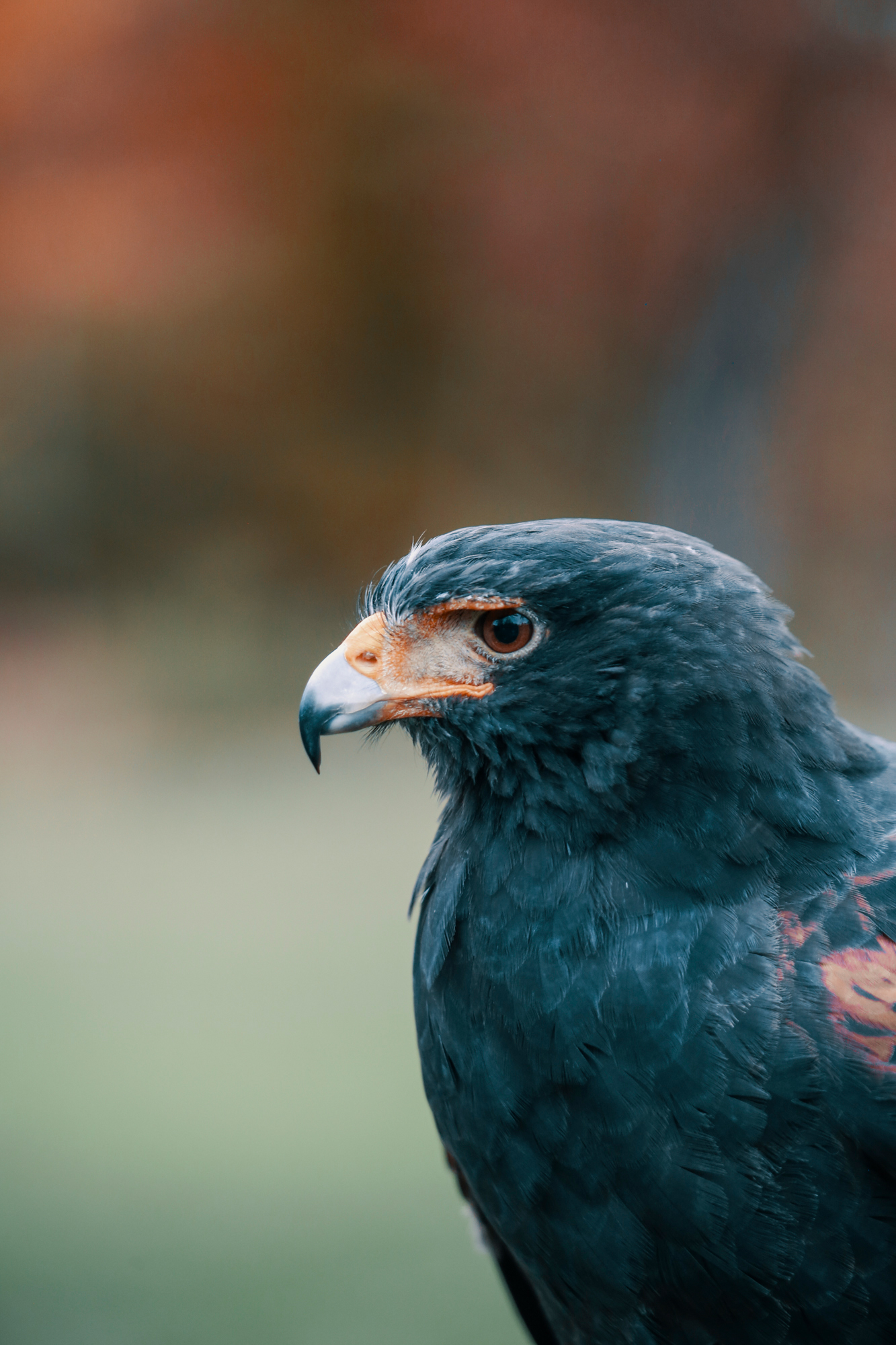 Falconry school, Vermont