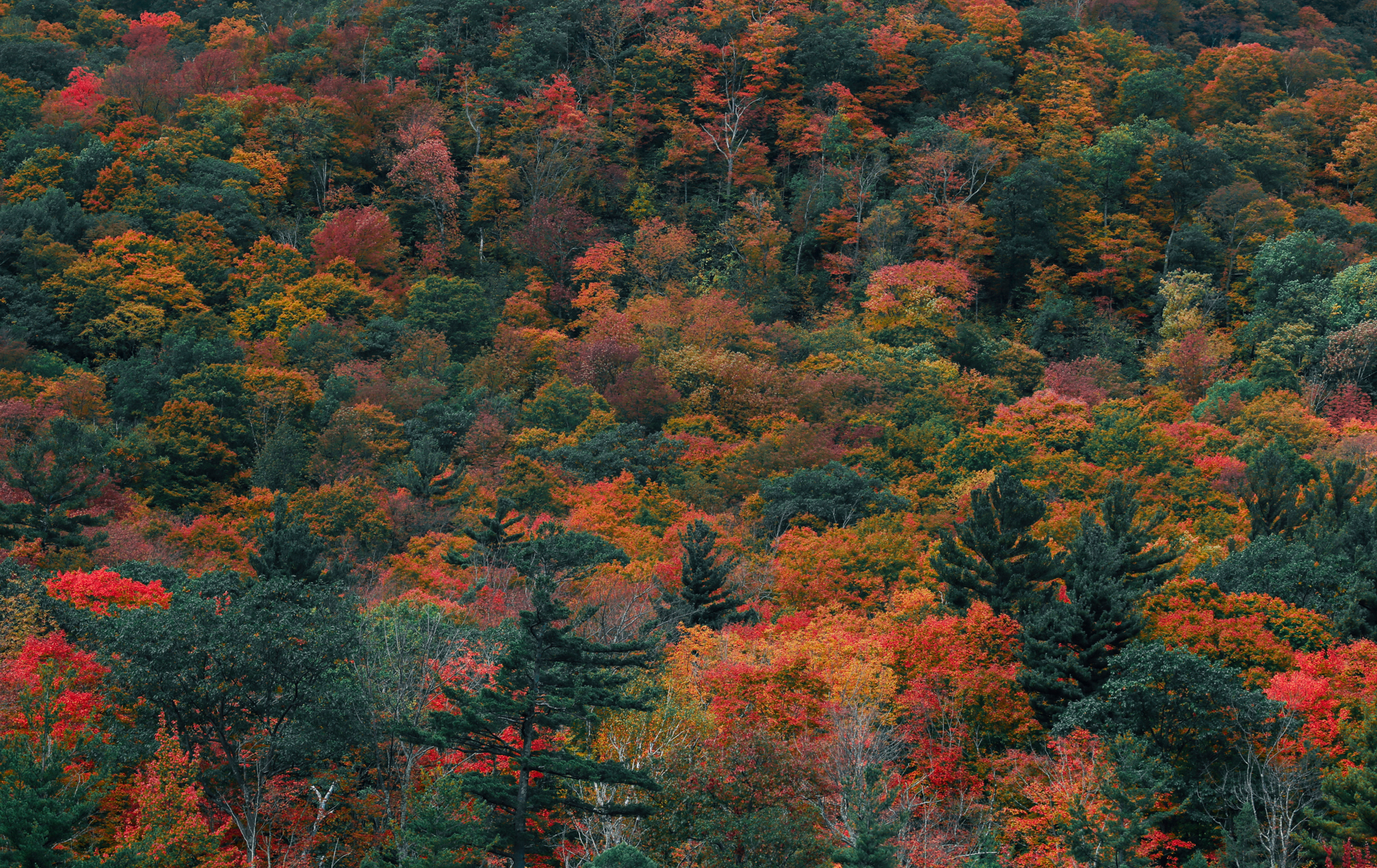 Fall foliage, Vermont