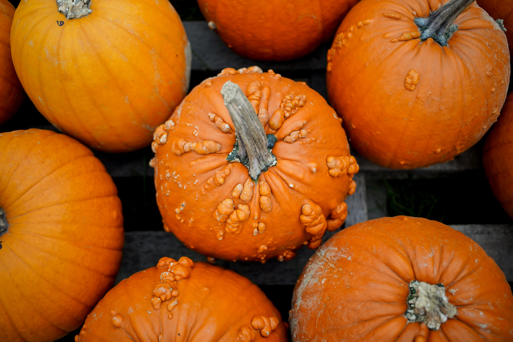 Pumpkins in the fall, Vermont