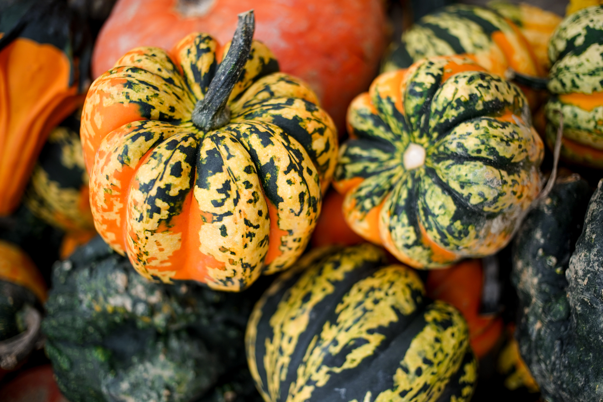 Pumpkins in the fall, Vermont