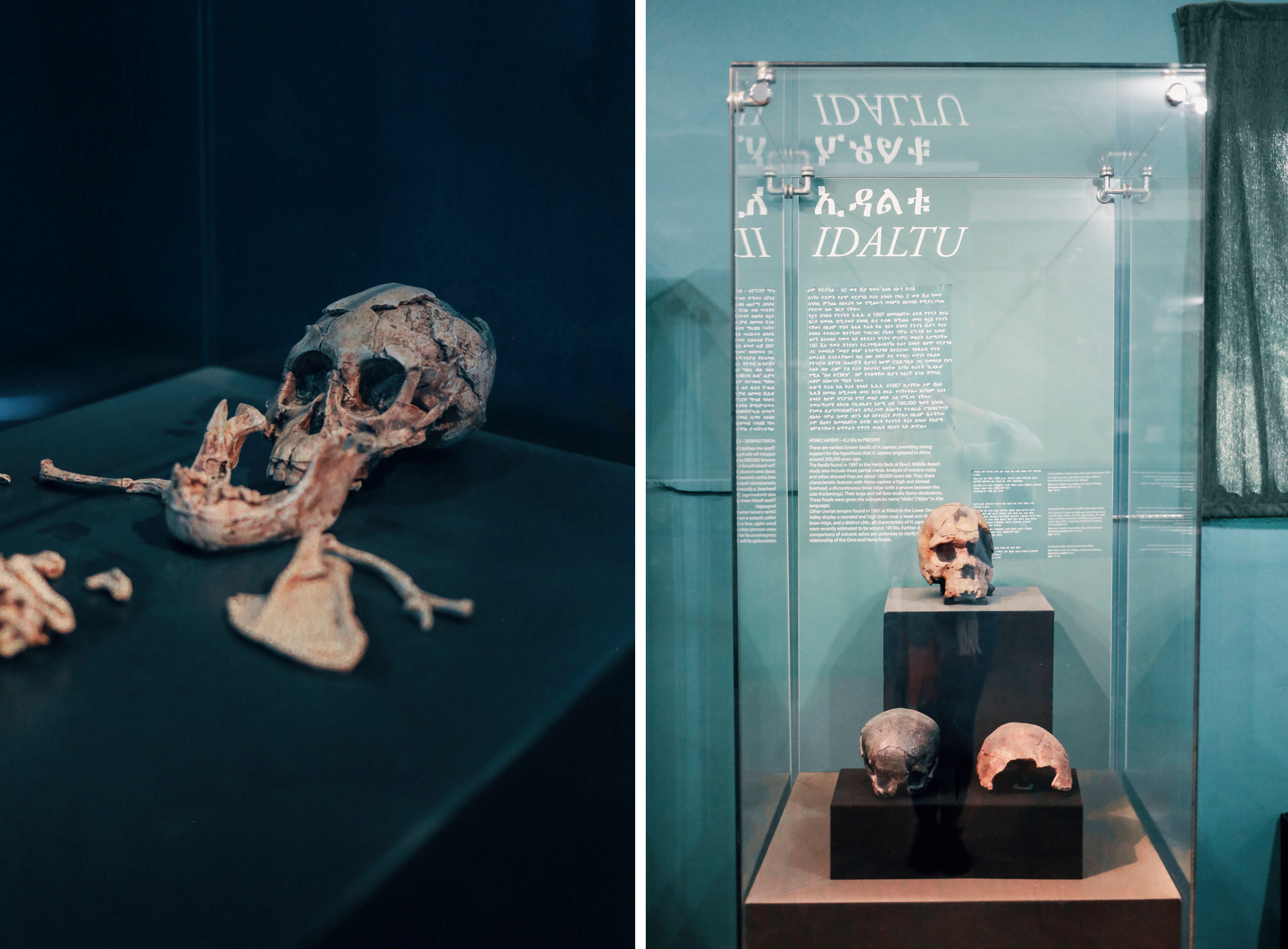 National Museum of Ethiopia, Addis Ababa, Ethiopia