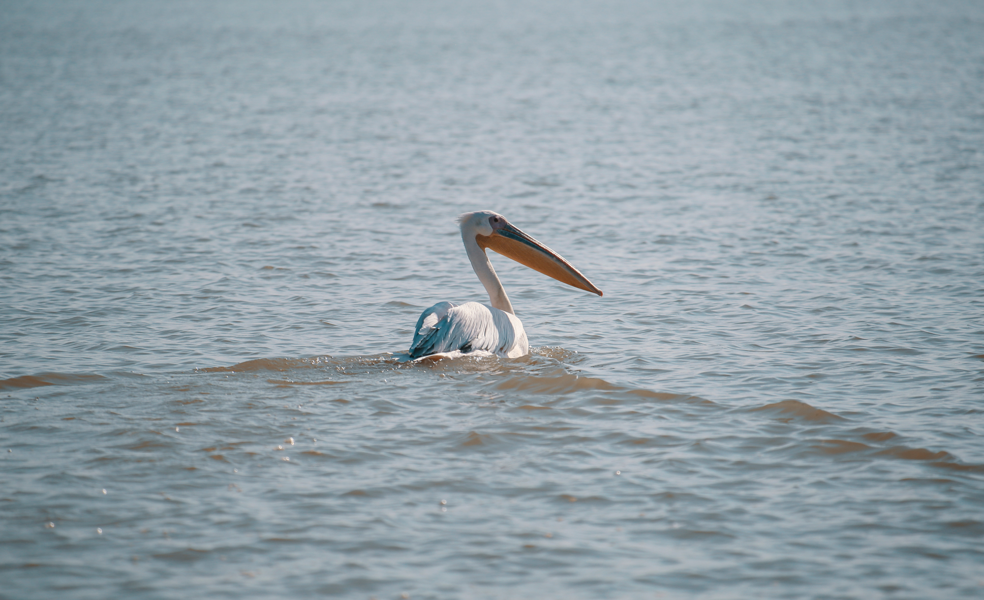 Pelican on Lake Tana, Ethiopia