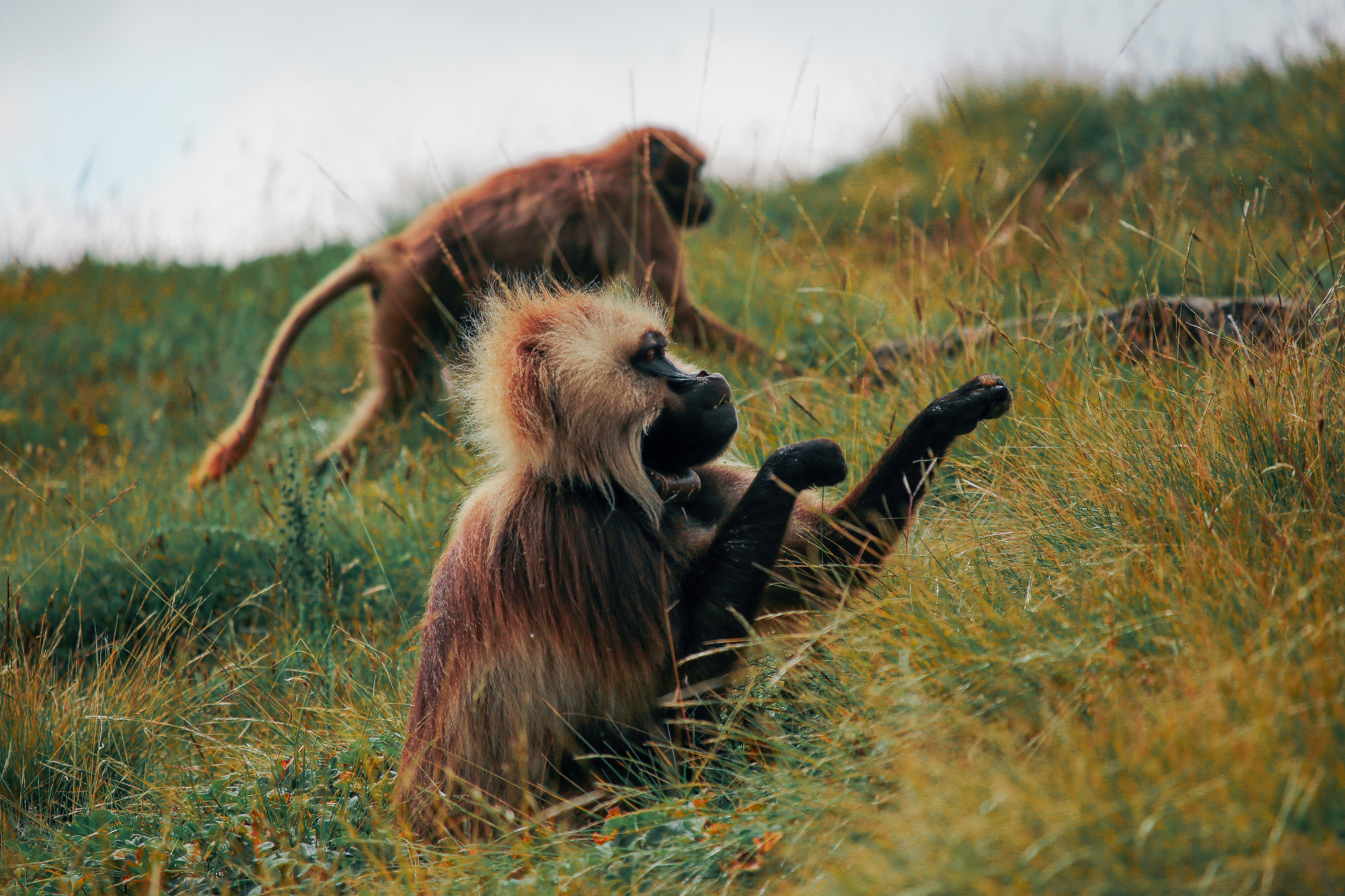 Gelada monkey, Simien National Park, Ethiopia