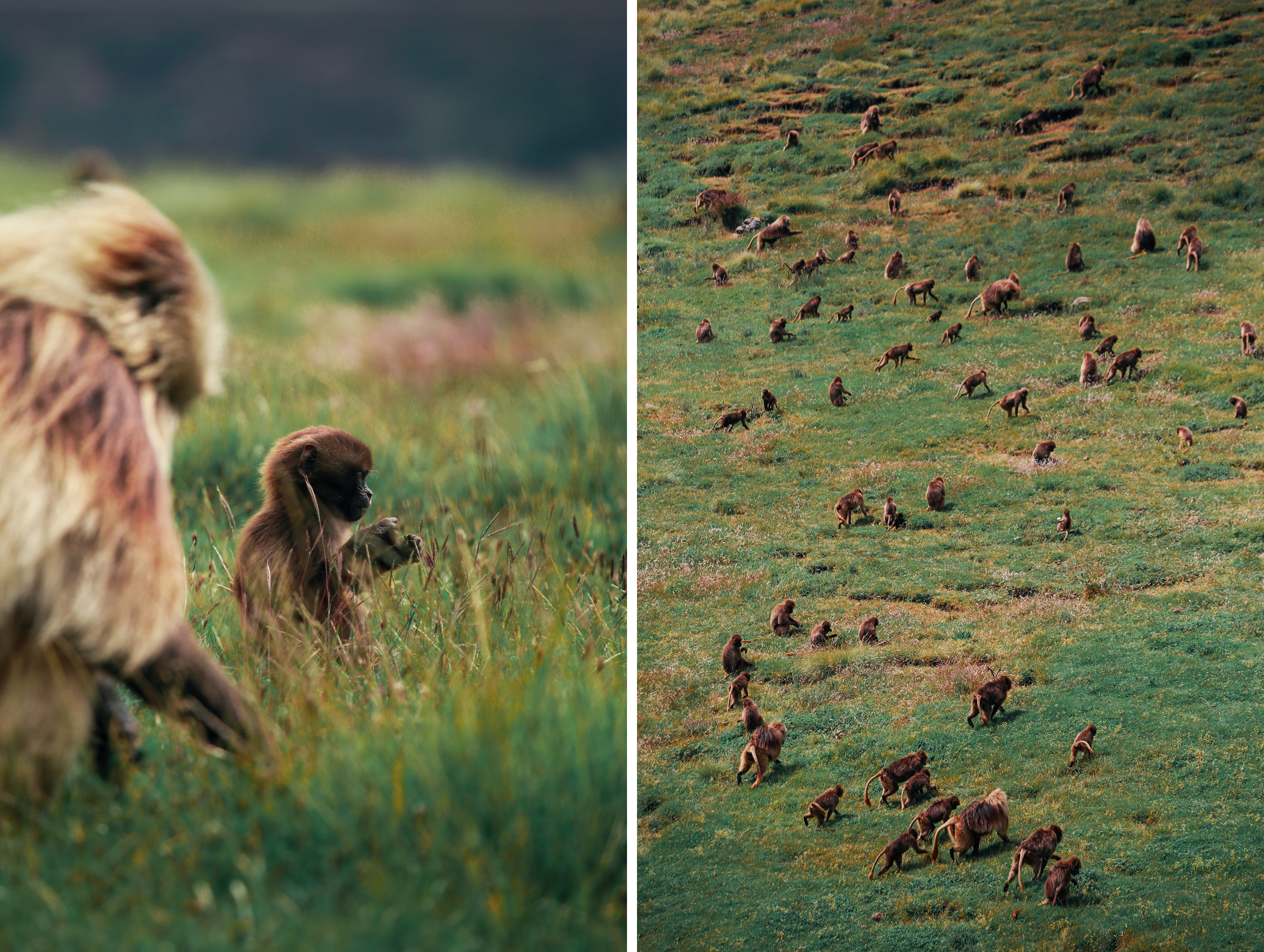 Gelada monkeys, Simien National Park, Ethiopia