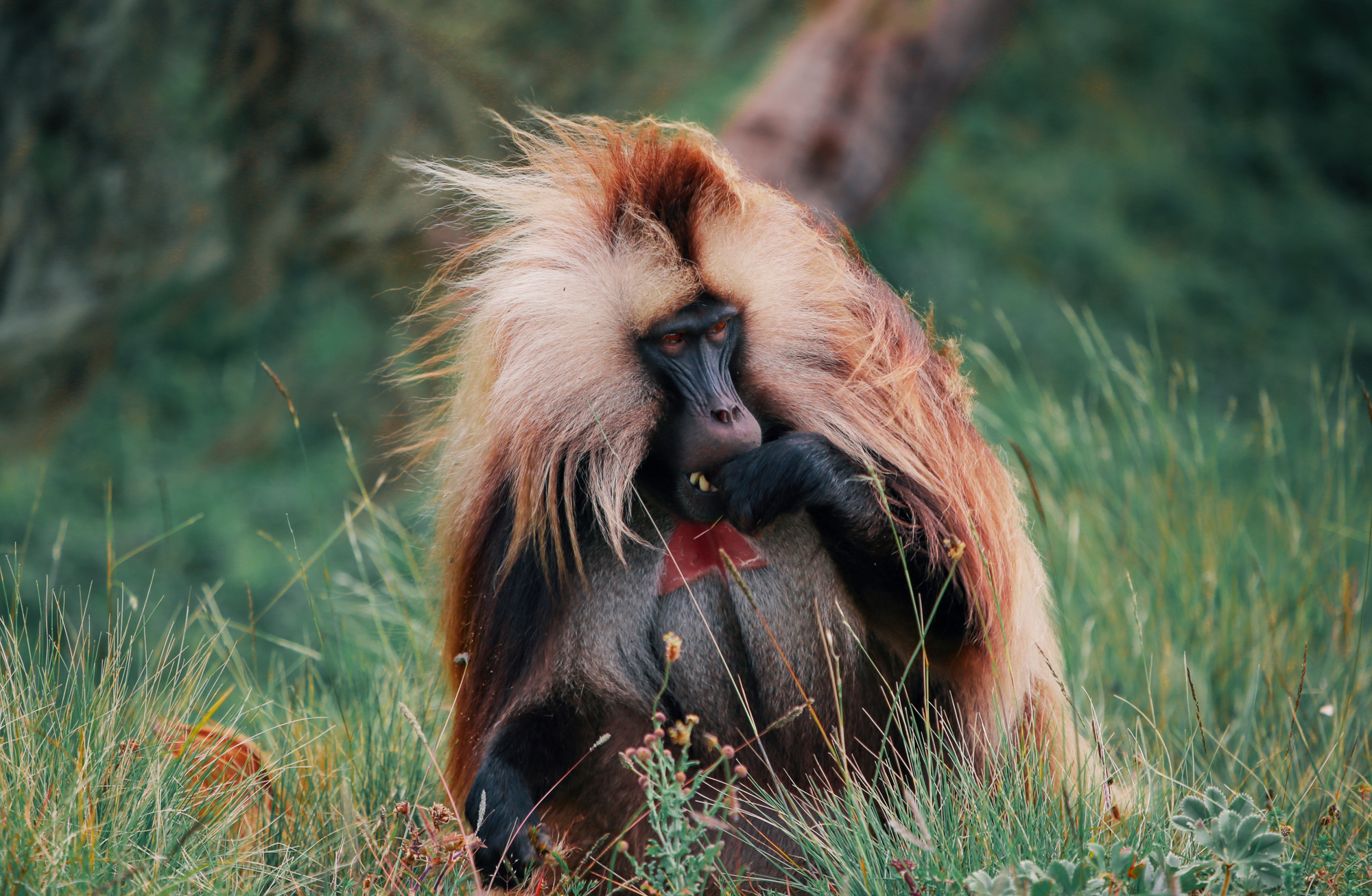 Gelada monkey, Simien National Park, Ethiopia