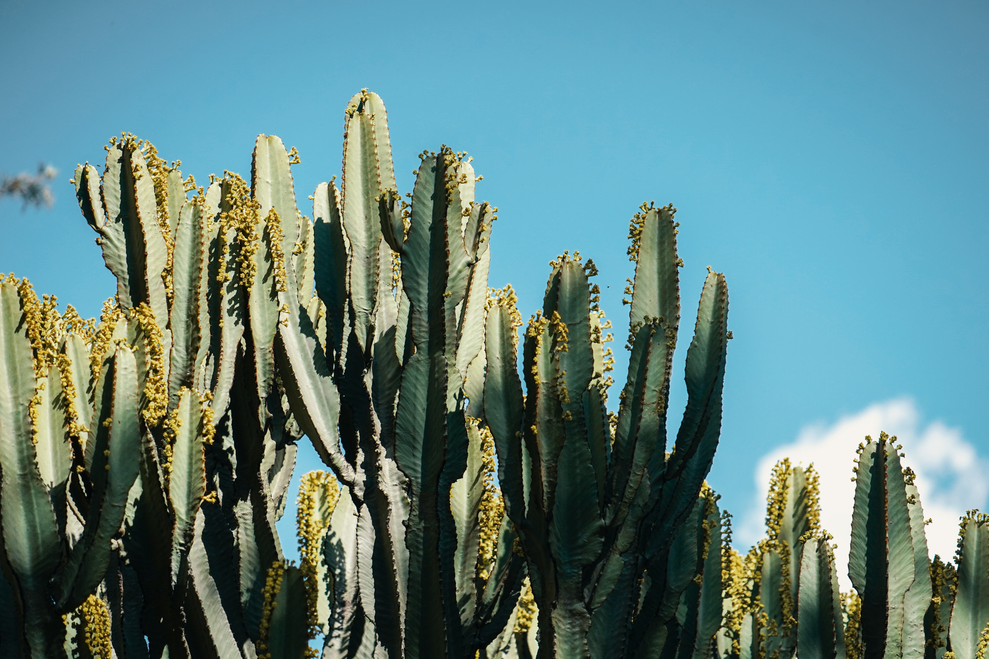 Cacti at Blue Nile Falls, Ethiopia