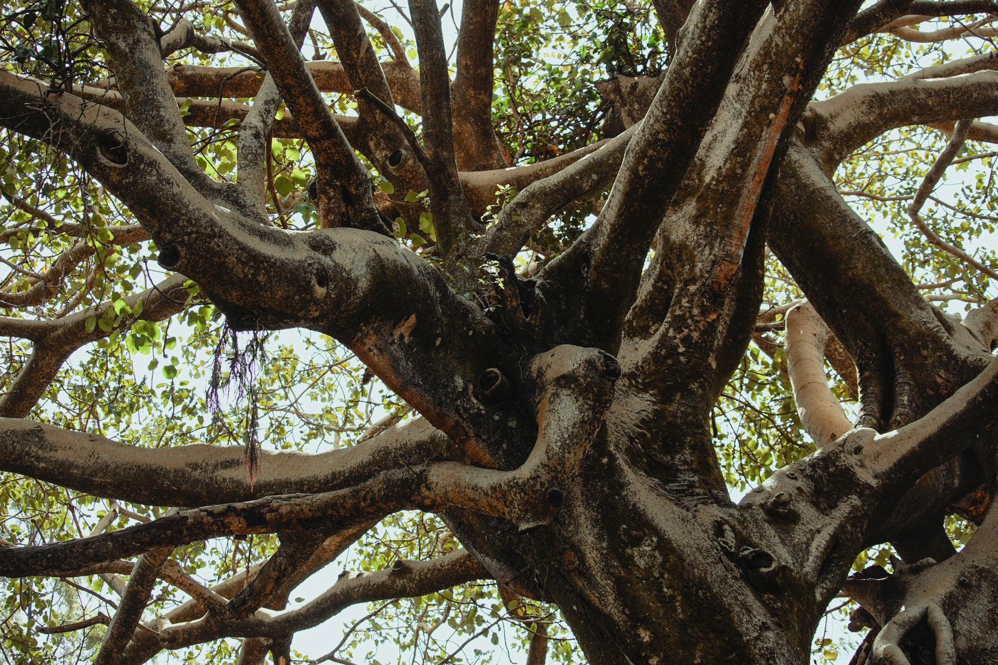 Trees at Fasilides Bath, Gondar, Ethiopia