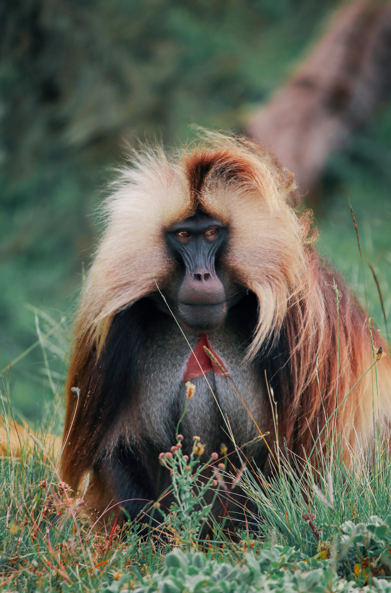 Gelada monkey, Simien National Park, Ethiopia