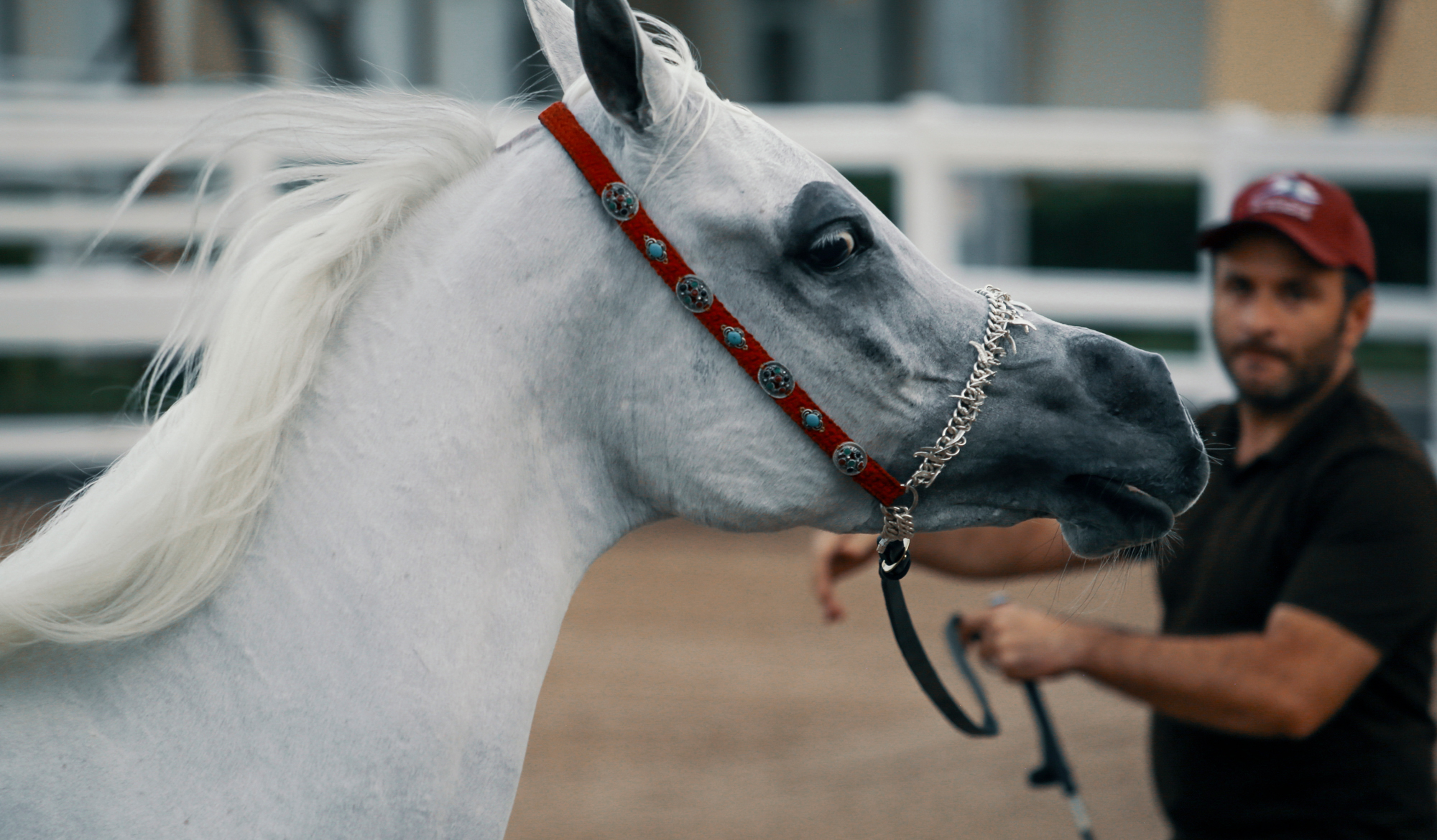 Arabian horse, Al Shaqab, Qatar