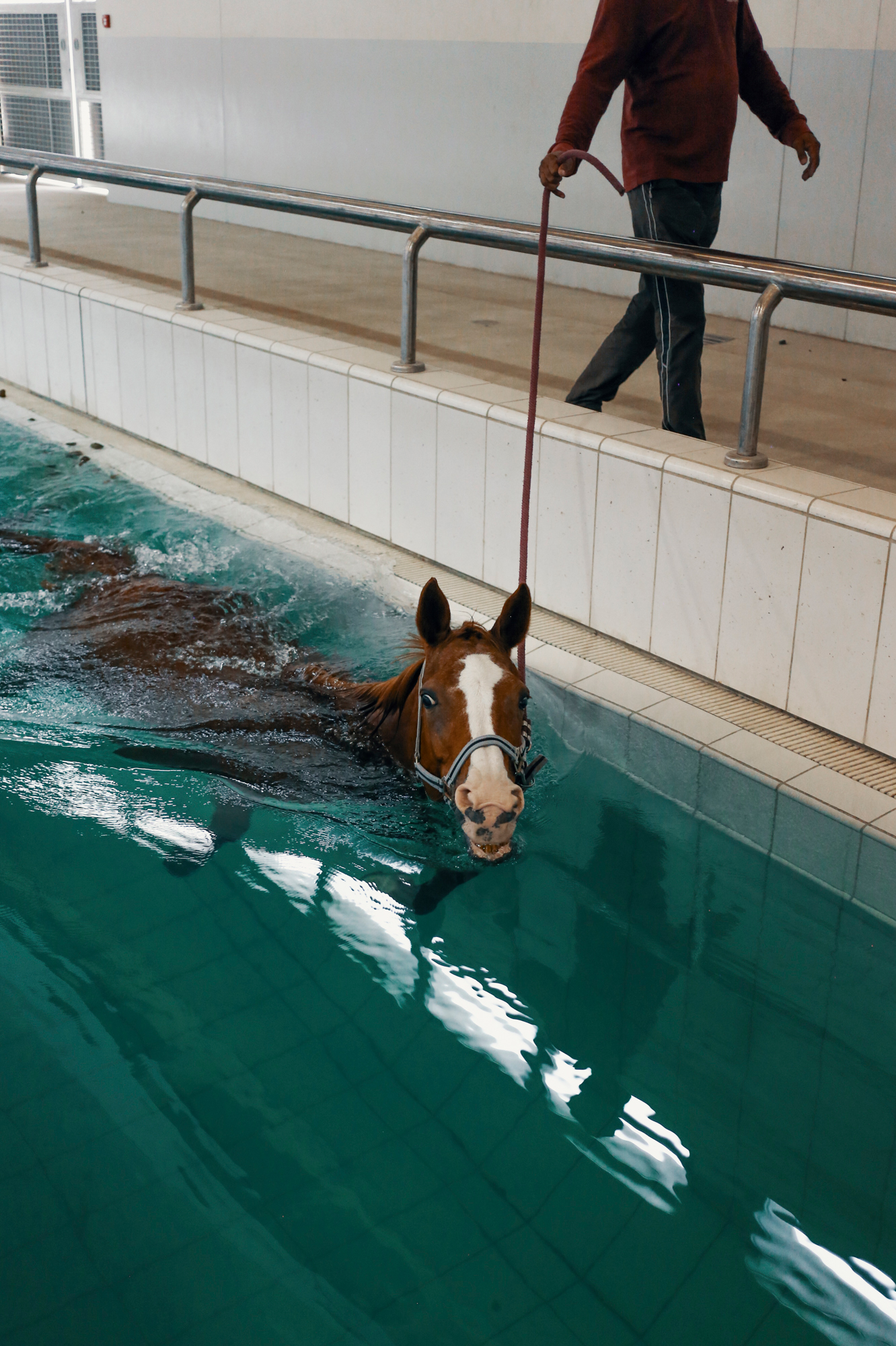 Arabian horse, Al Shaqab, Qatar