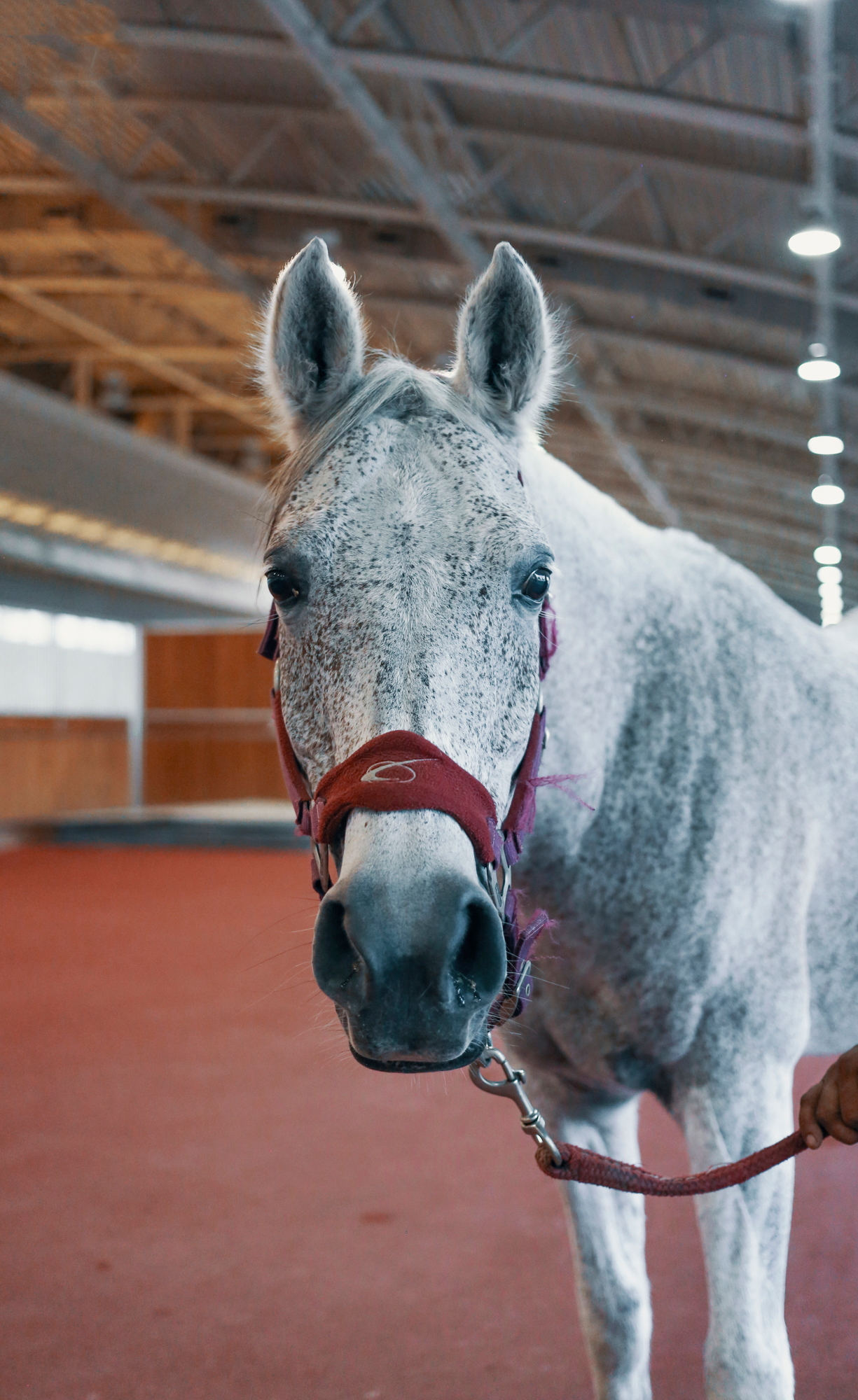 Arabian horse, Al Shaqab, Qatar