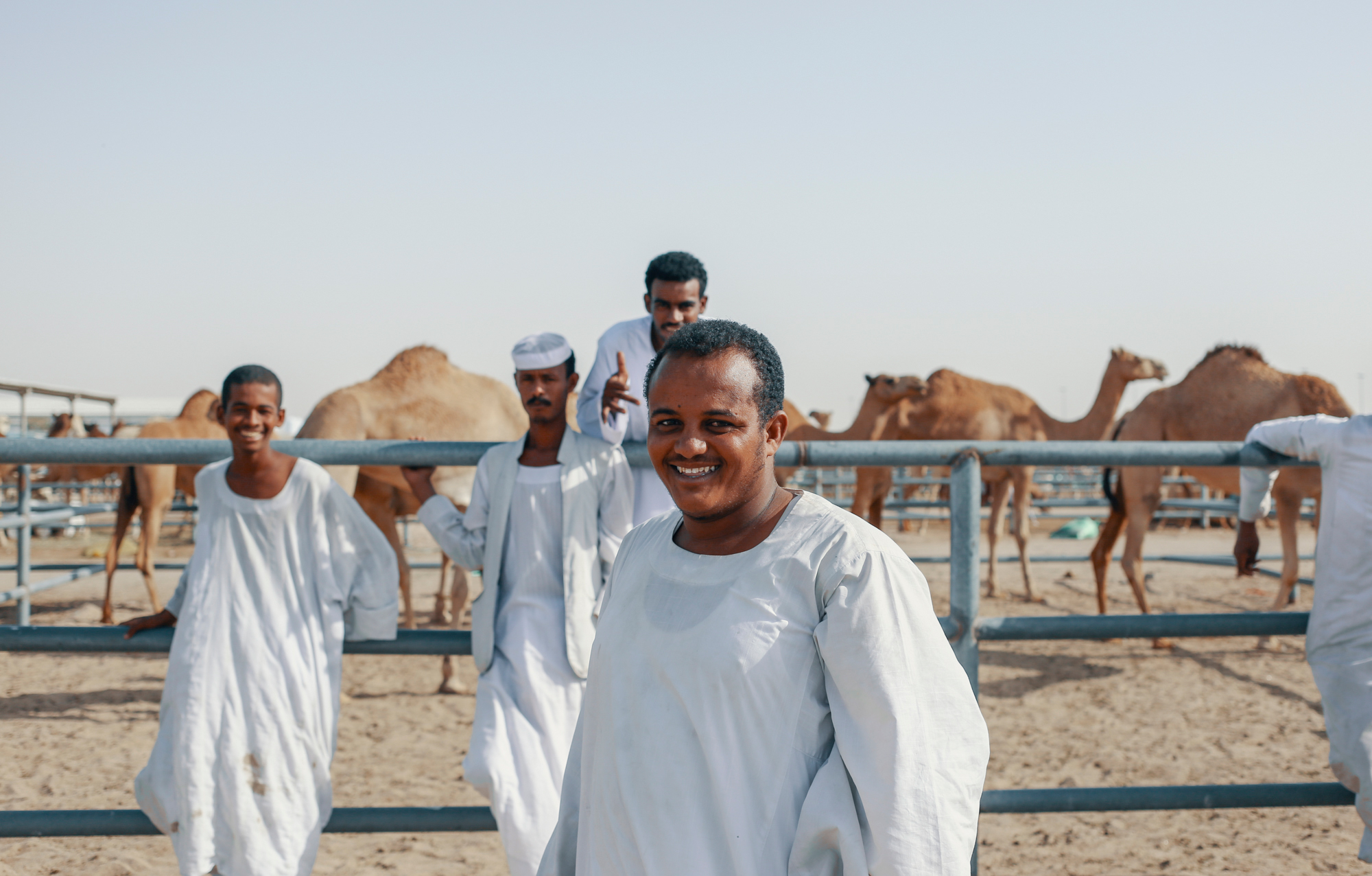 Camel market, Qatar
