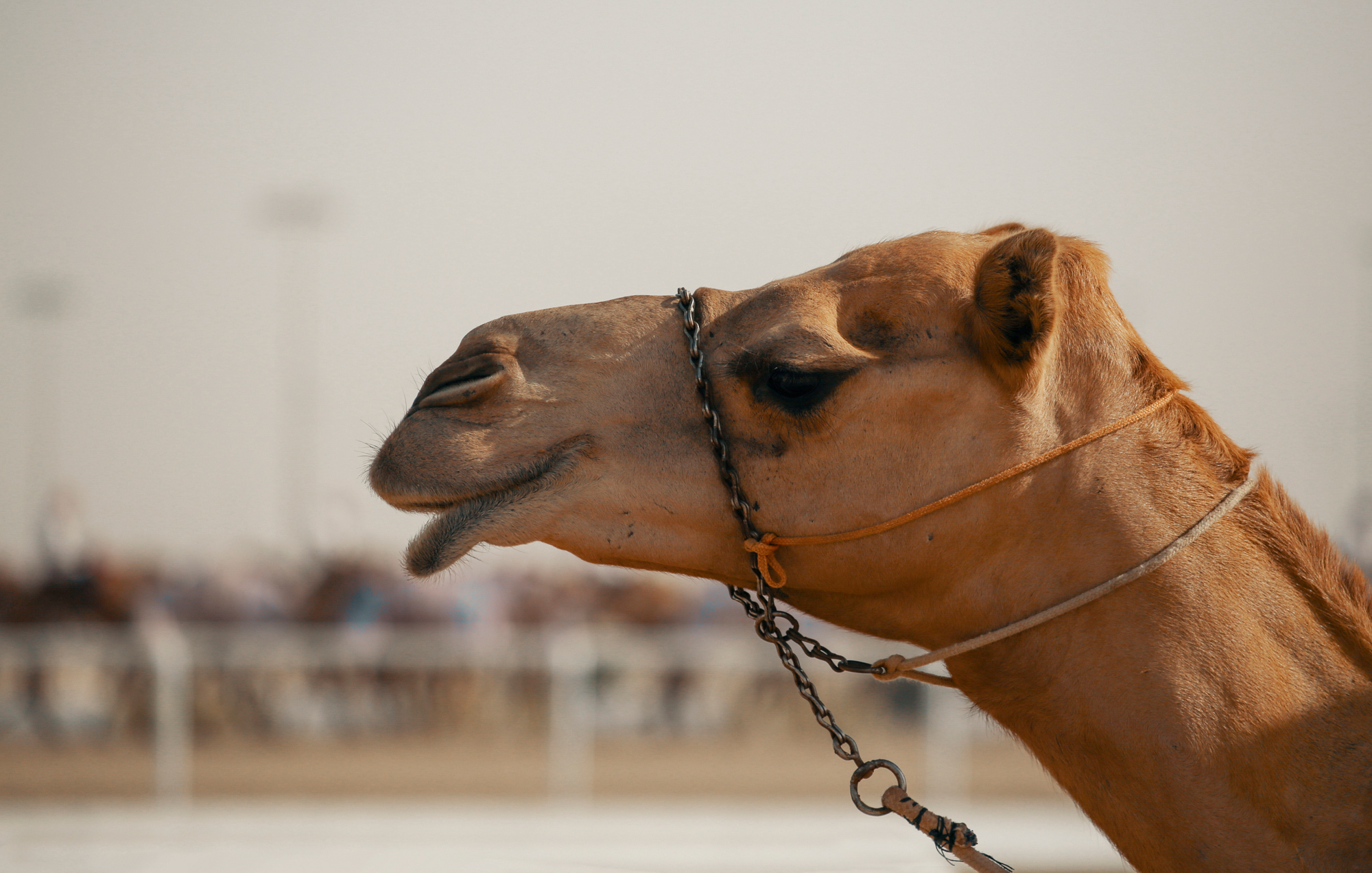 Camel race track, Qatar
