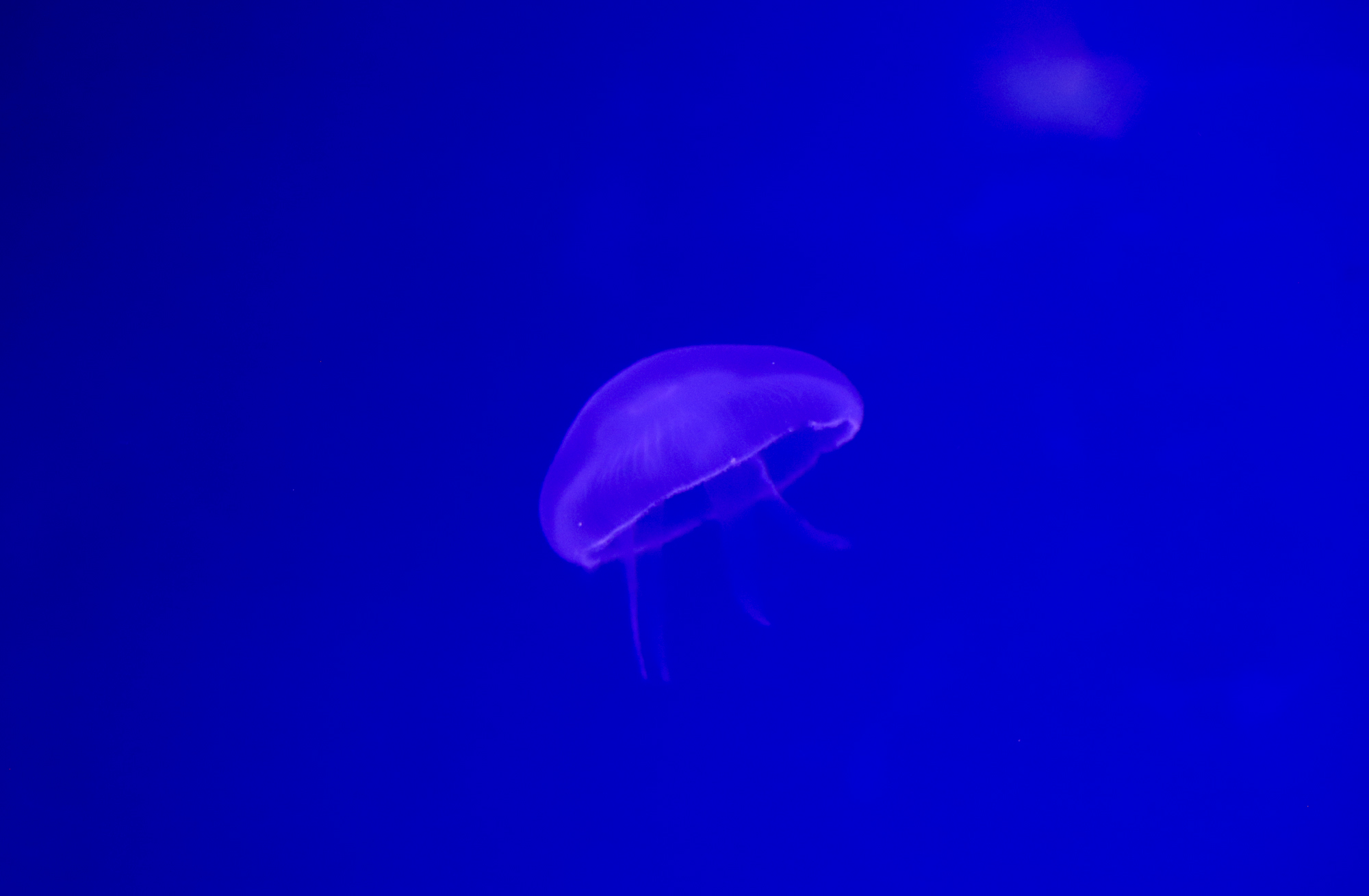 Dubai Aquarium, Dubai