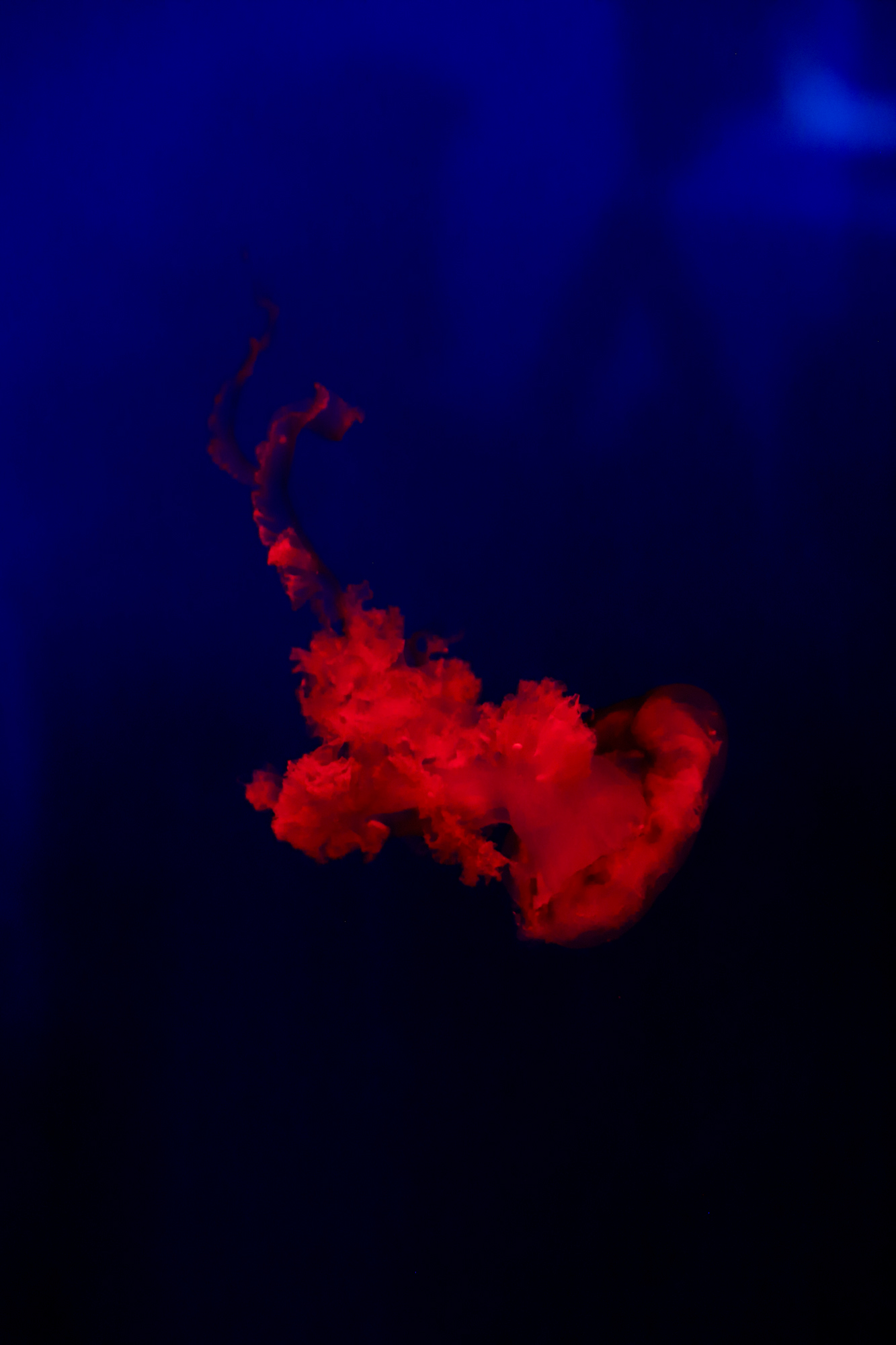 Dubai Aquarium, Dubai