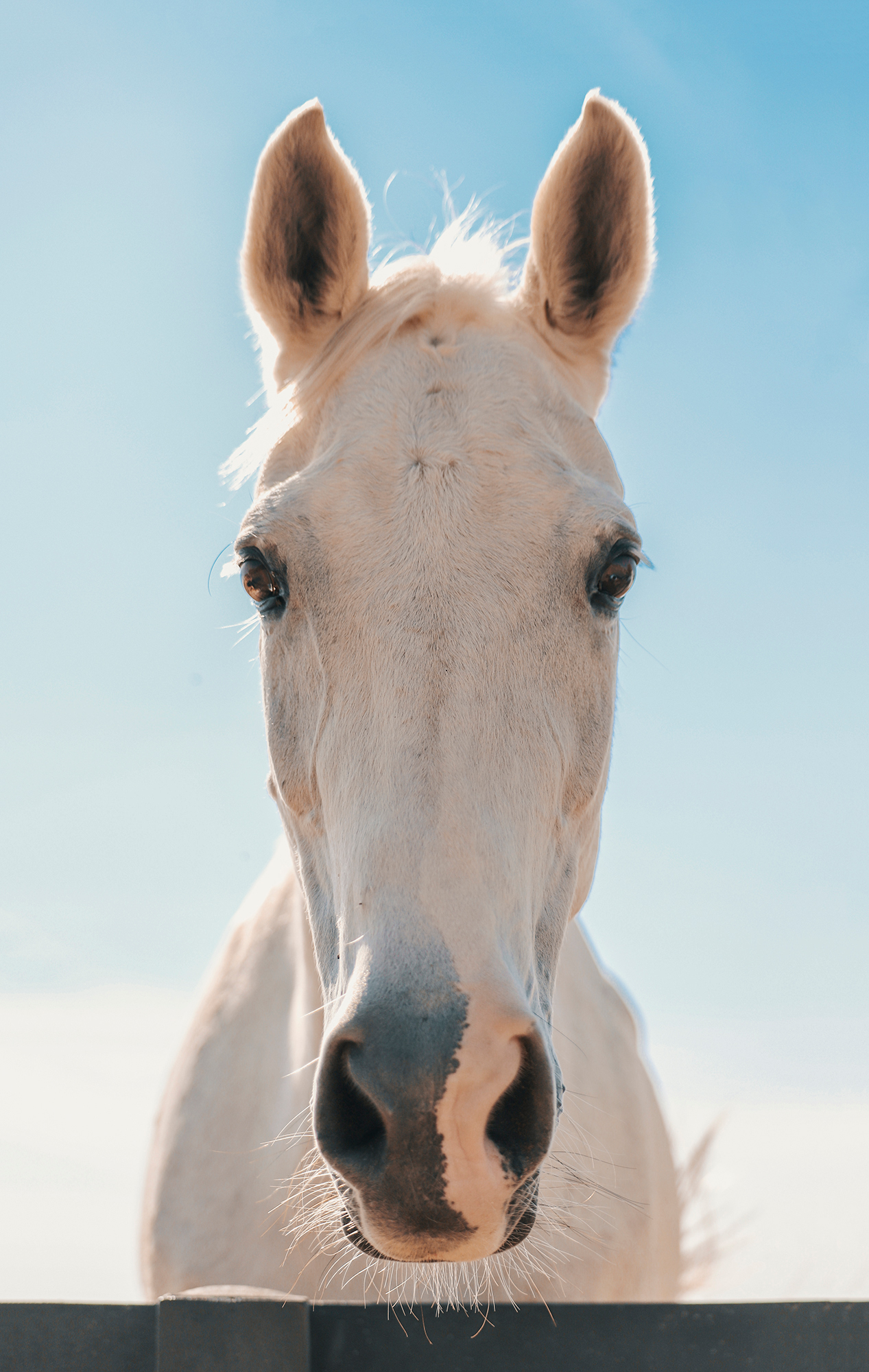 Horses at Al Maha Desert Resort, Dubai