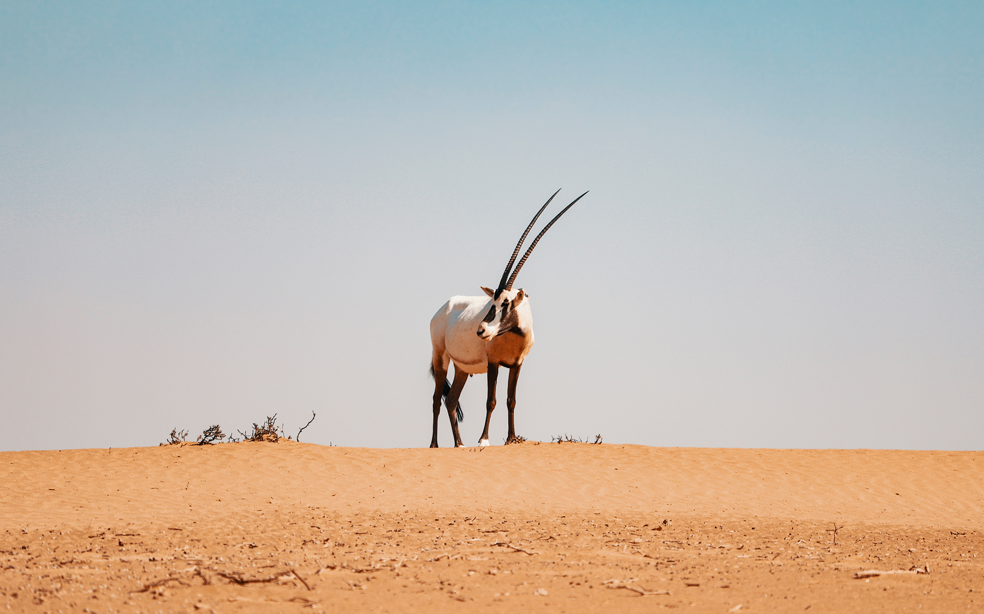 Oryx, Dubai