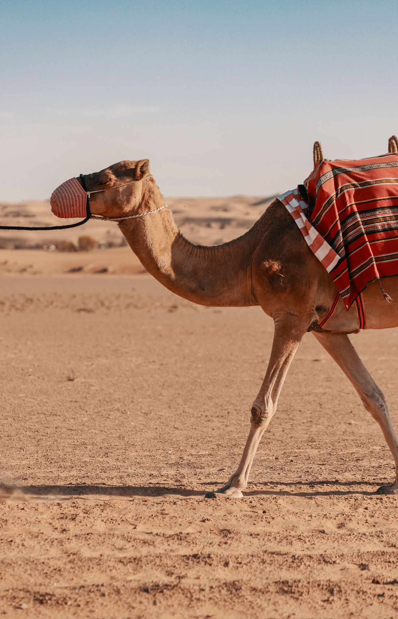 Camel ride, Dubai