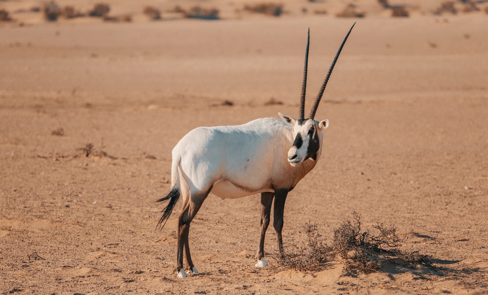 Oryx, Dubai