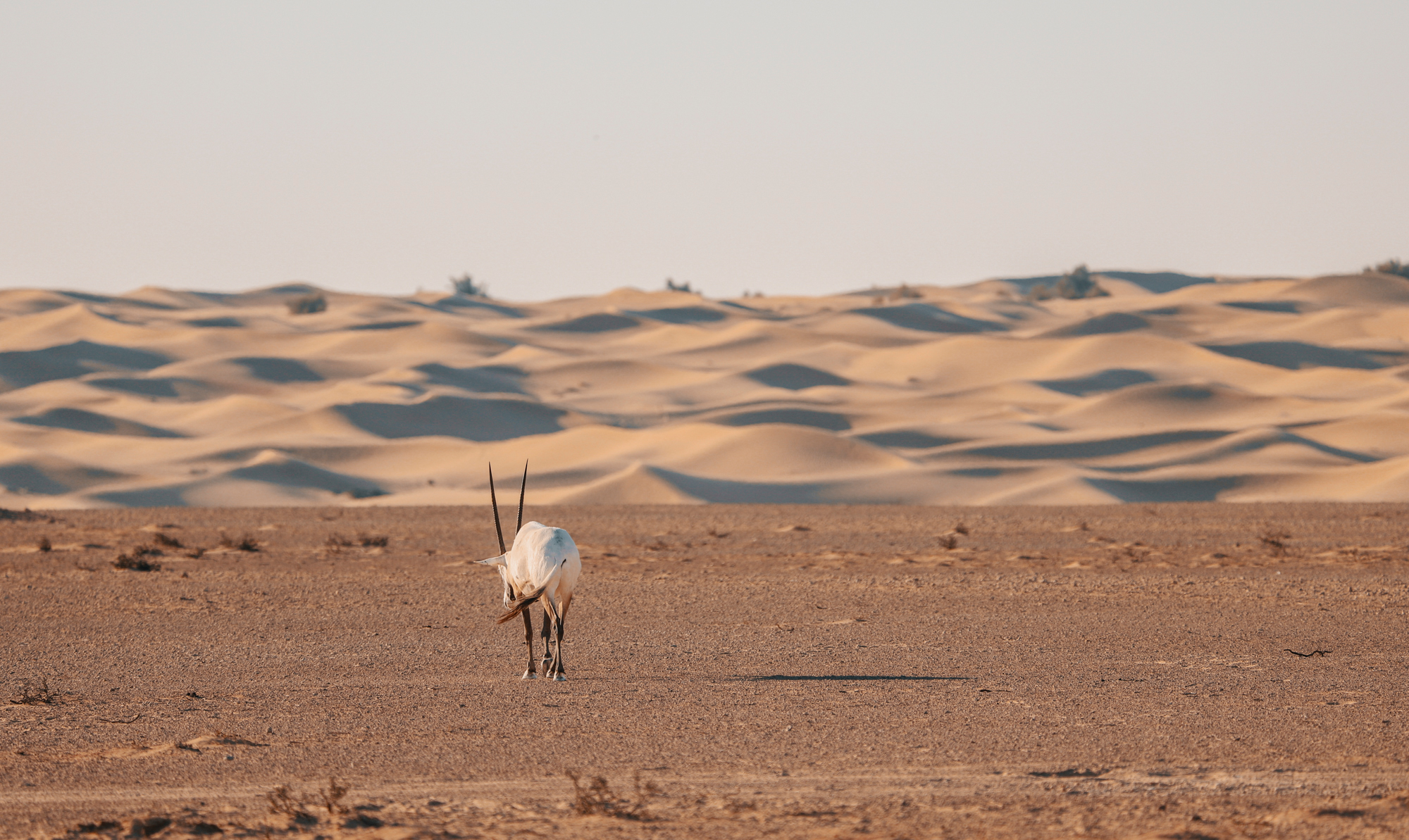 Oryx, Dubai
